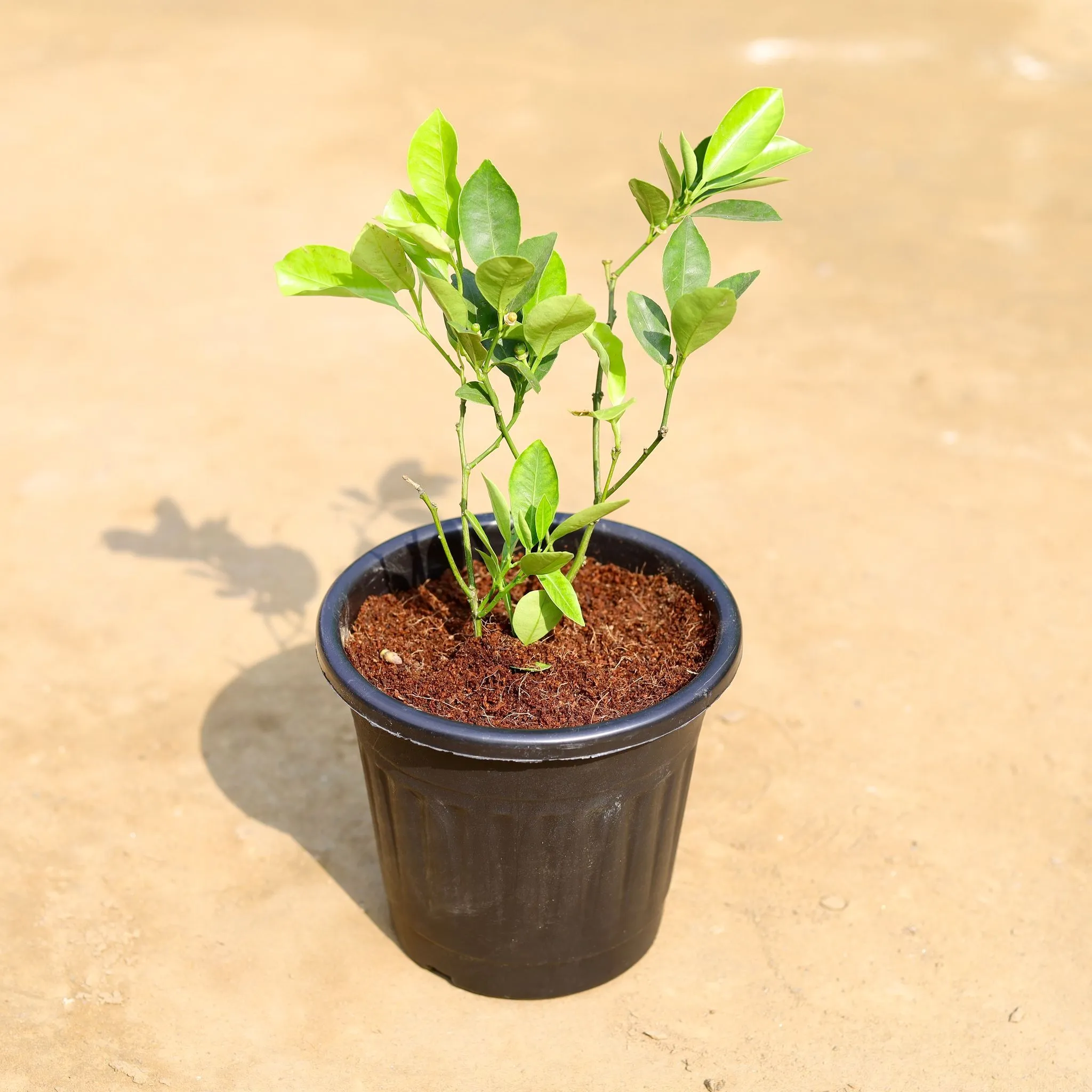 China Orange in 6 inch Black Super Nursery Pot