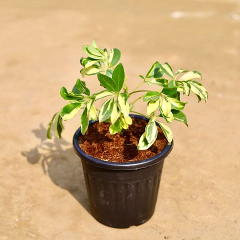 Schefflera Brassia in 6 inch Black Super Nursery Pot