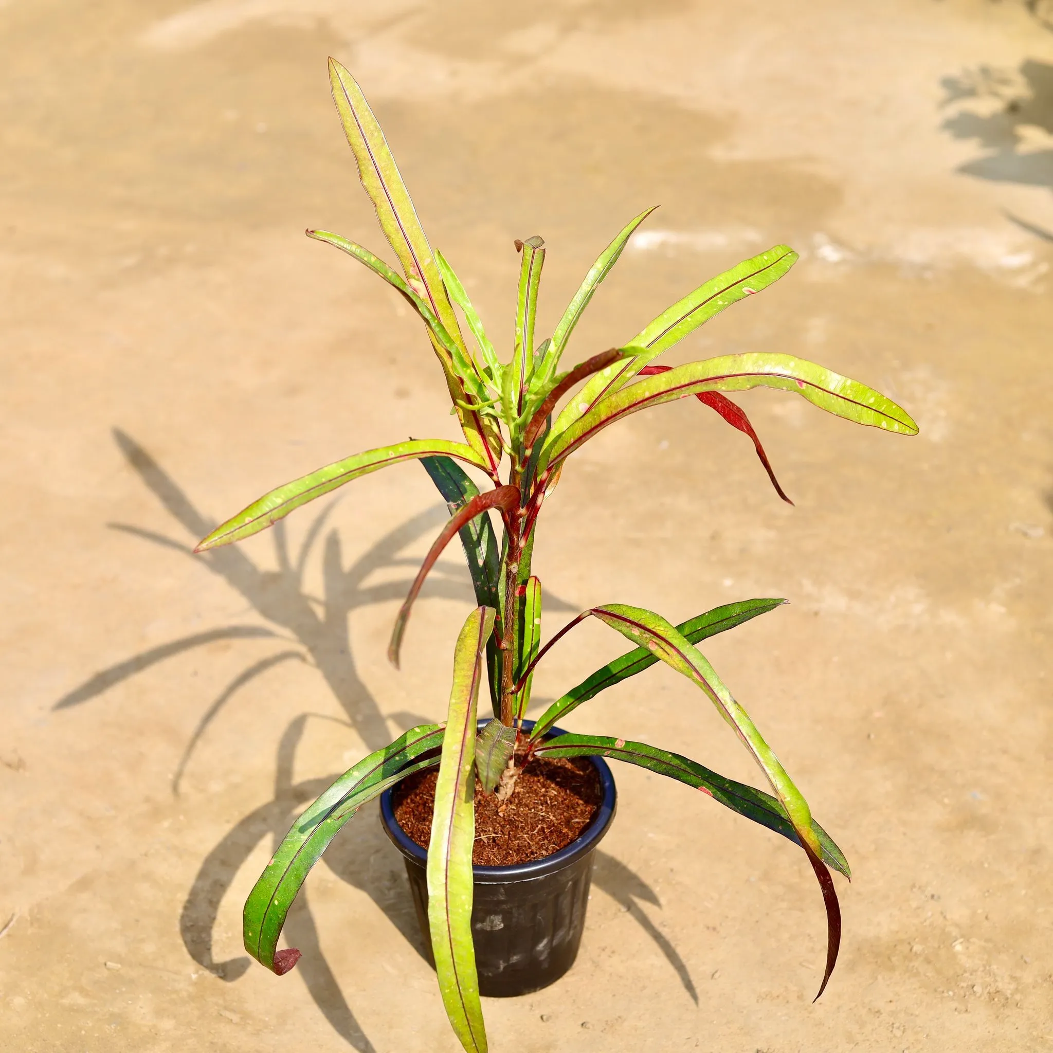 Croton Crimson Edge in 6 inch Black Super Nursery Pot