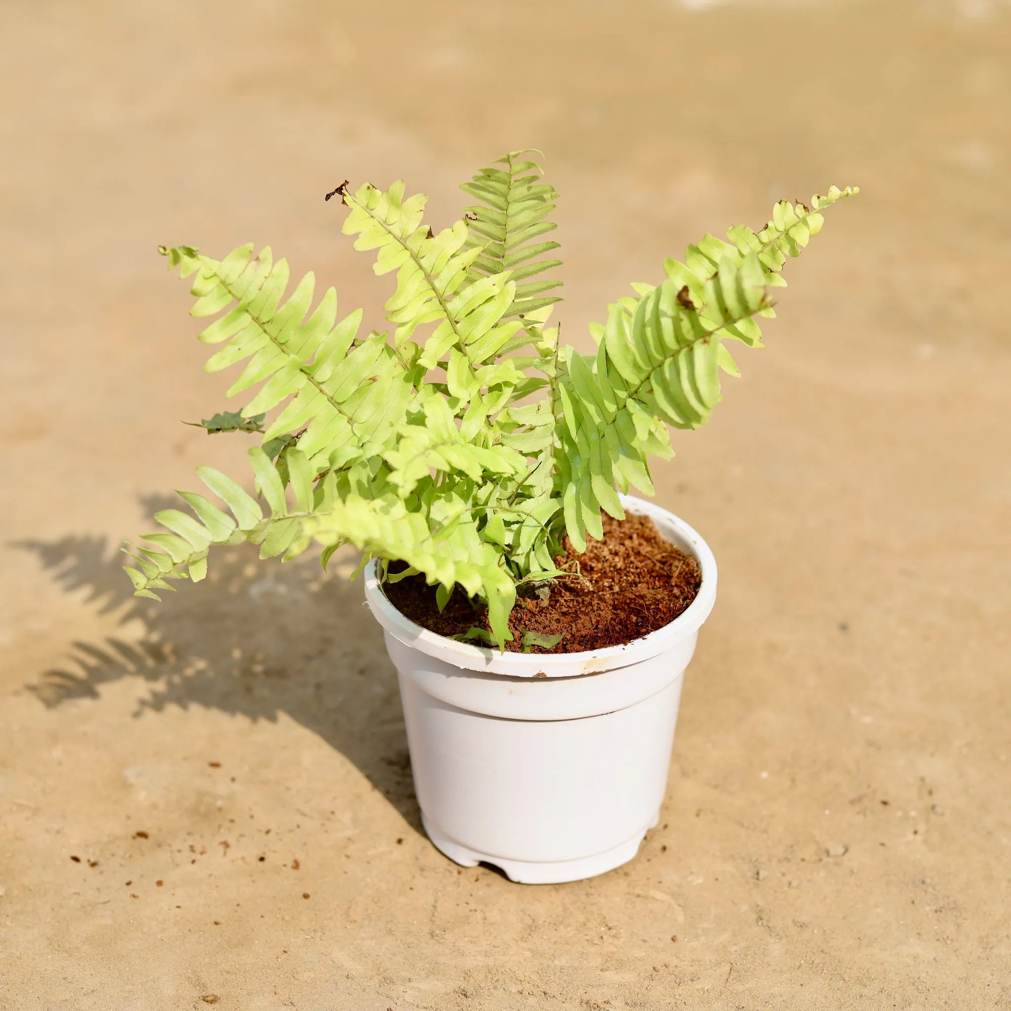 Fern Golden in 4 inch White Nursery Pot