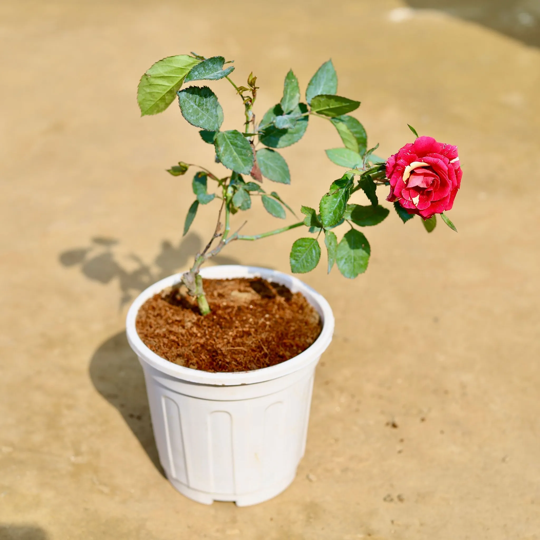English Rose (any colour) in 6 inch White Super Nursery Pot
