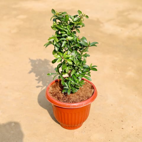 Ixora Red Mini in 8 inch Terracotta Red Olive Plastic Pot