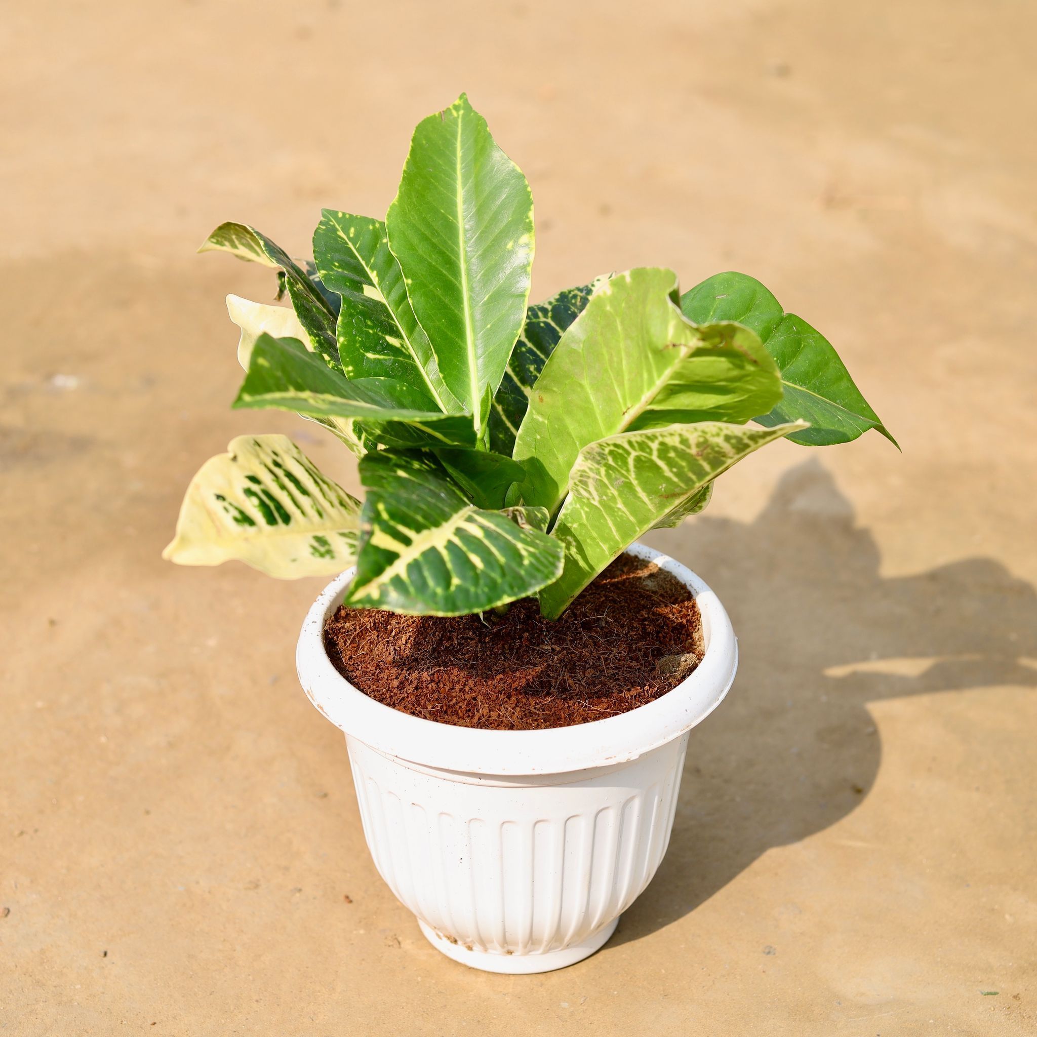 Croton Petra Yellow in 8 inch Terracotta Red Olive Plastic Pot