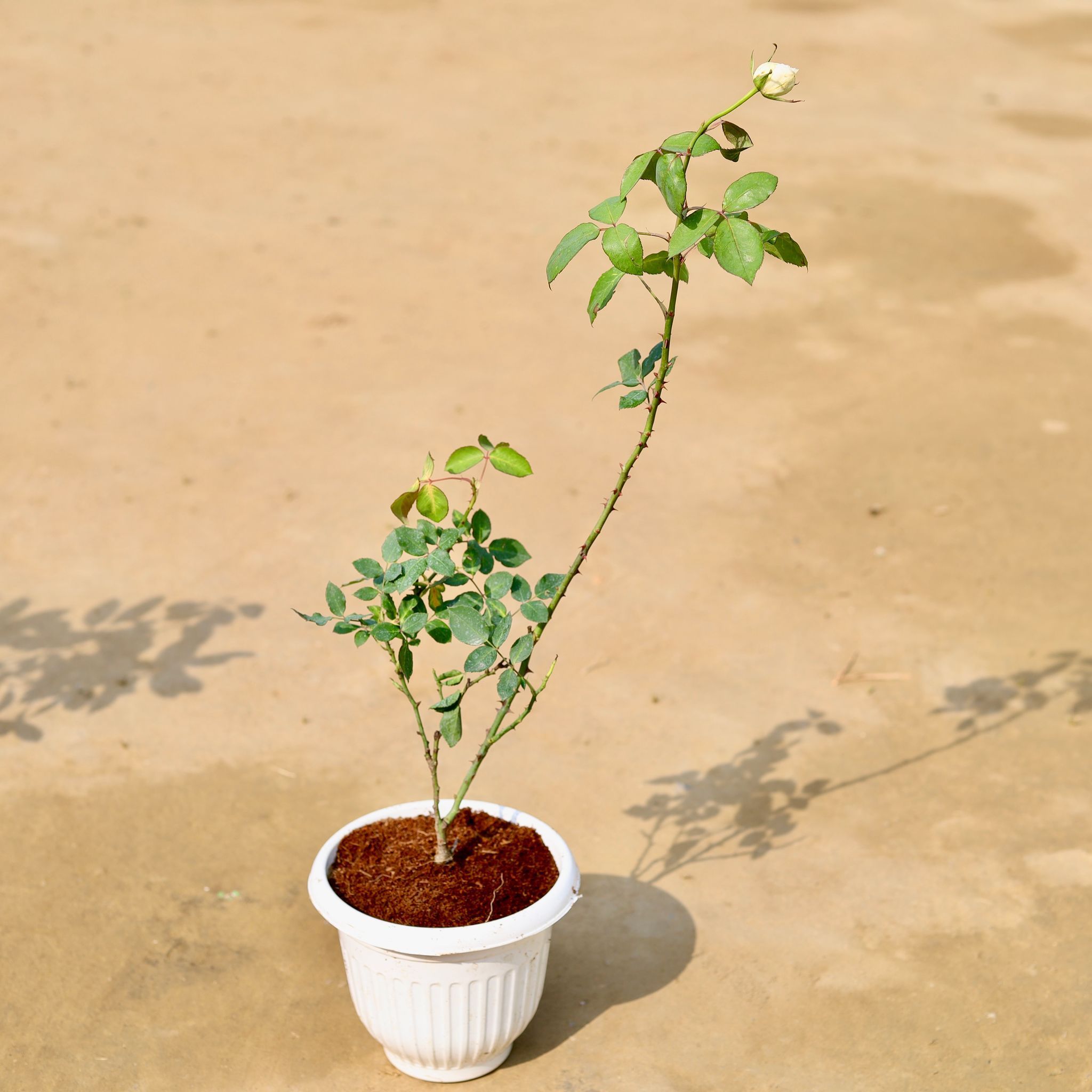 English Rose (any colour) in 8 inch Terracotta Red Olive Plastic Pot