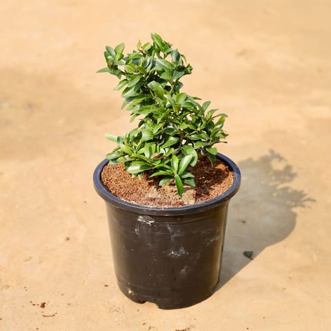 Ixora Red Mini in 6 inch Black Super Nursery Pot