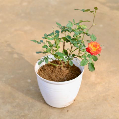Rose in 08 Inch White Marble Premium Milo Round Plastic Pot