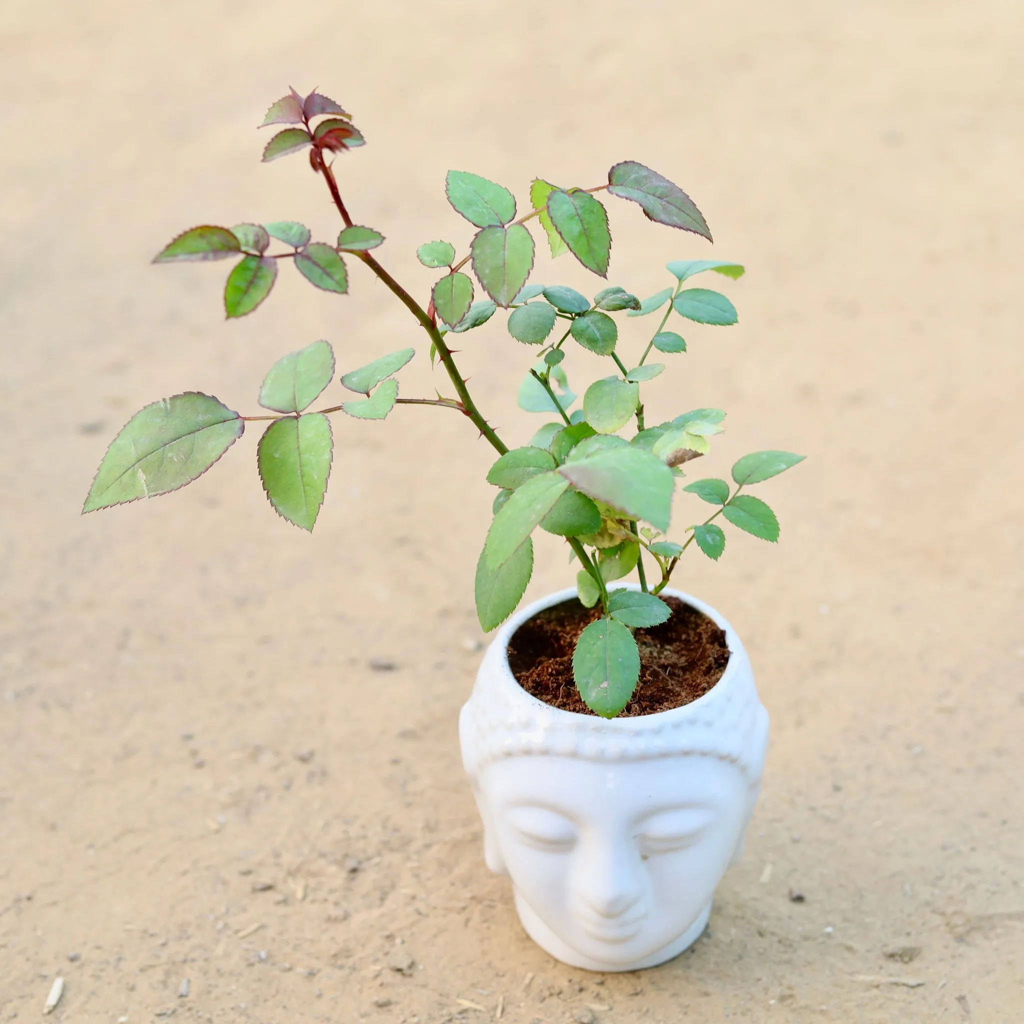 English Rose (any colour) in 4 Inch Classic White Buddha Designer Ceramic Pot