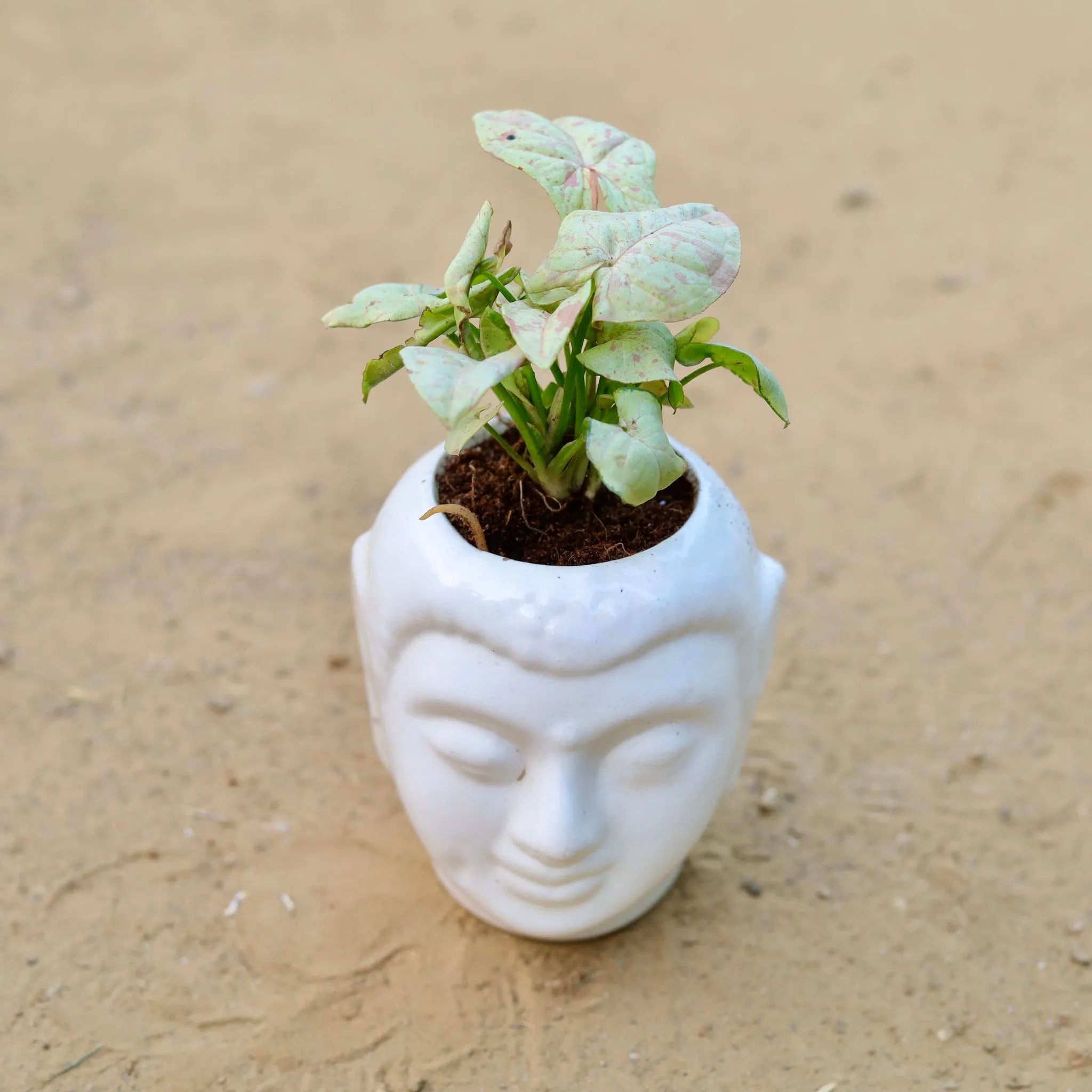 Rare Syngonium Pink Spot / Candyfloss in 4 Inch Classic White Buddha Designer Ceramic Pot