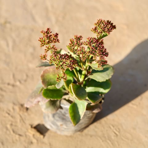 Kalanchoe Desi in 5 inch Nursery Bag