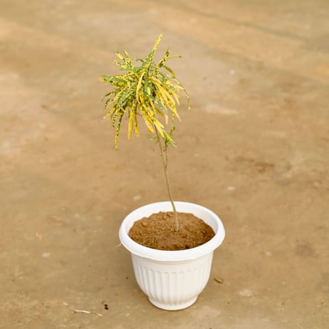 Chironji Croton in 8 Inch Live Plant White Olive Plastic Pot