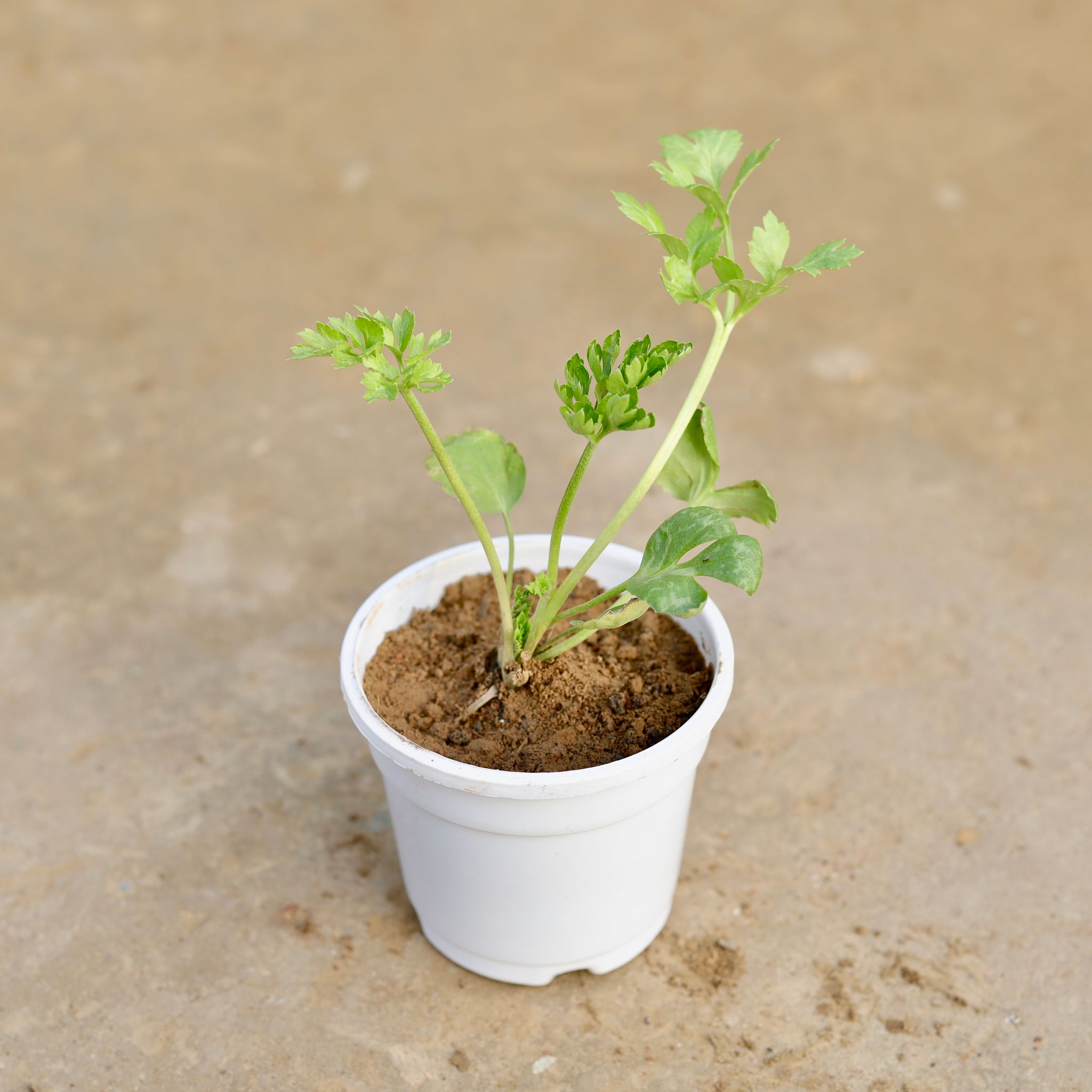 Ranunculus  / Buttercup (any colour) in 4 Inch White Nursery Pot