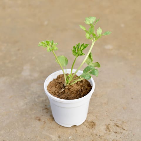 Ranunculus  / Buttercup (any colour) in 4 Inch White Nursery Pot