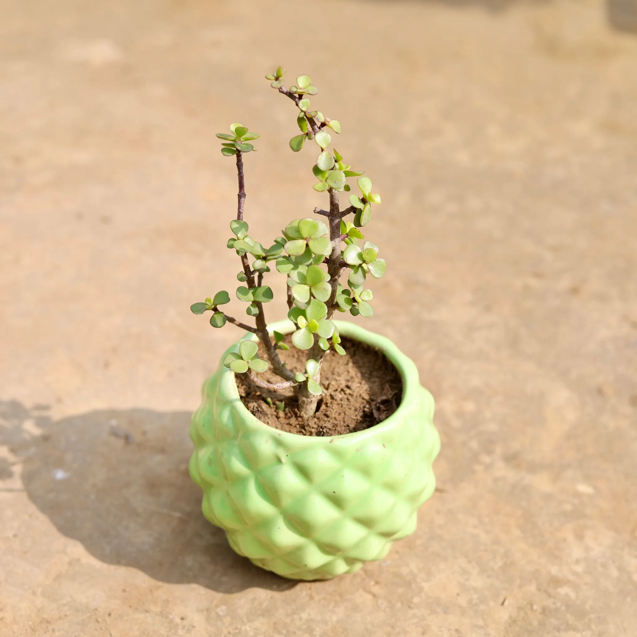 Jade in 4 Inch Classy Green Pineapple Textured Designer Ceramic Pot