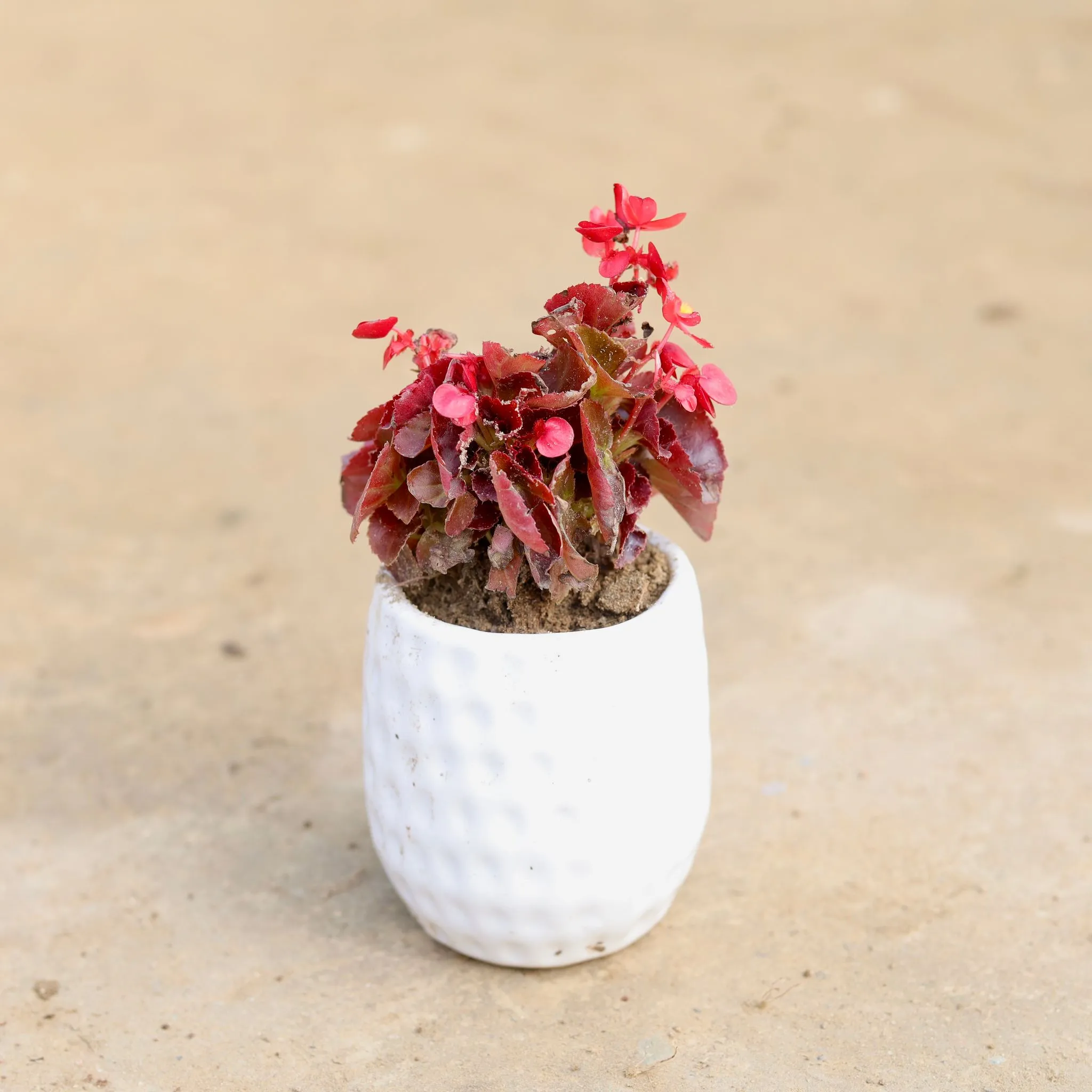 Begonia Red in 4 Inch White Modern Dimpled Ceramic Pot