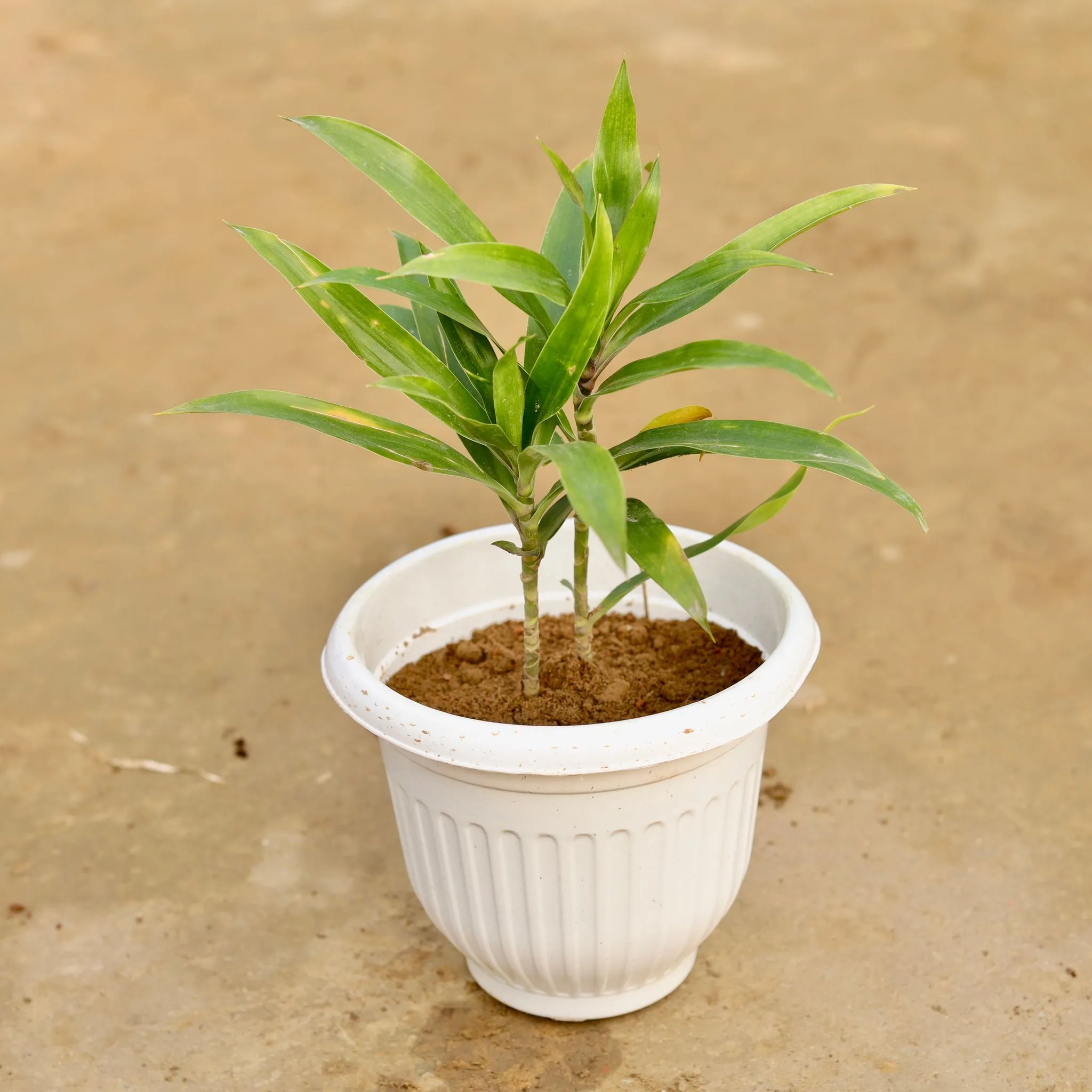 Dracaena Massenger Vareigated in 8 Inch White Olive Plastic Pot