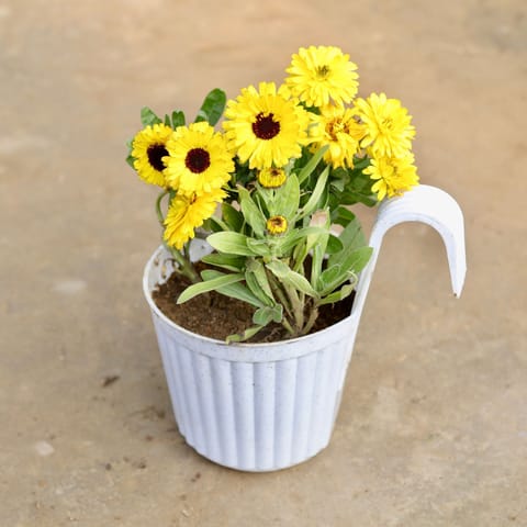 Calendula (any colour) in 7 Inch White Railing Single Hook Hanging Plastic Pot