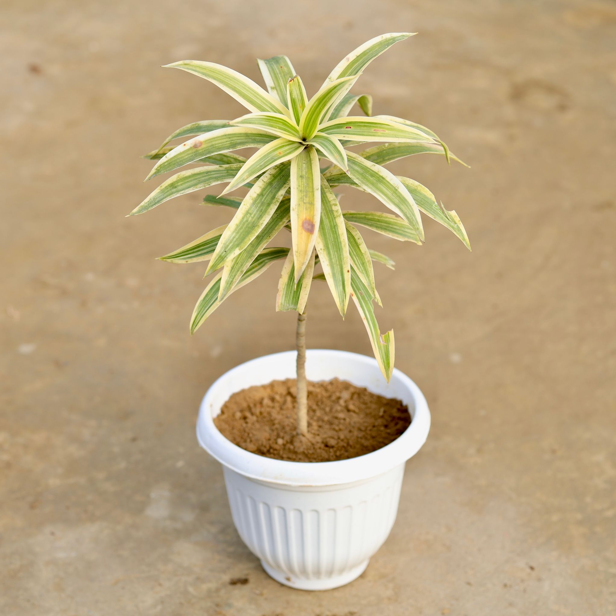 Song of India in 8 Inch White Olive Plastic Pot