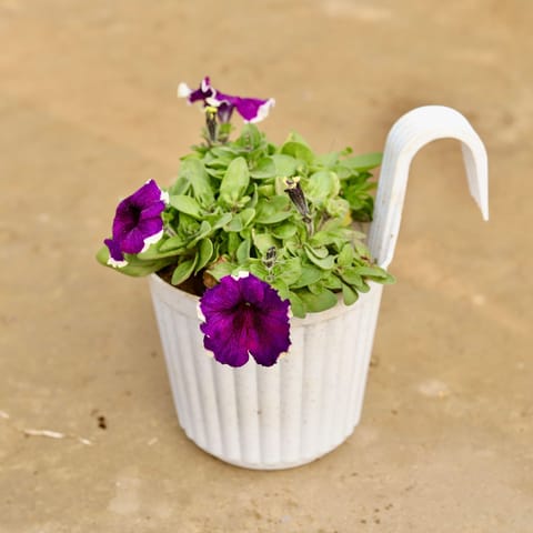 Petunia (any colour) in 7 Inch White Railing Single Hook Hanging Plastic Pot