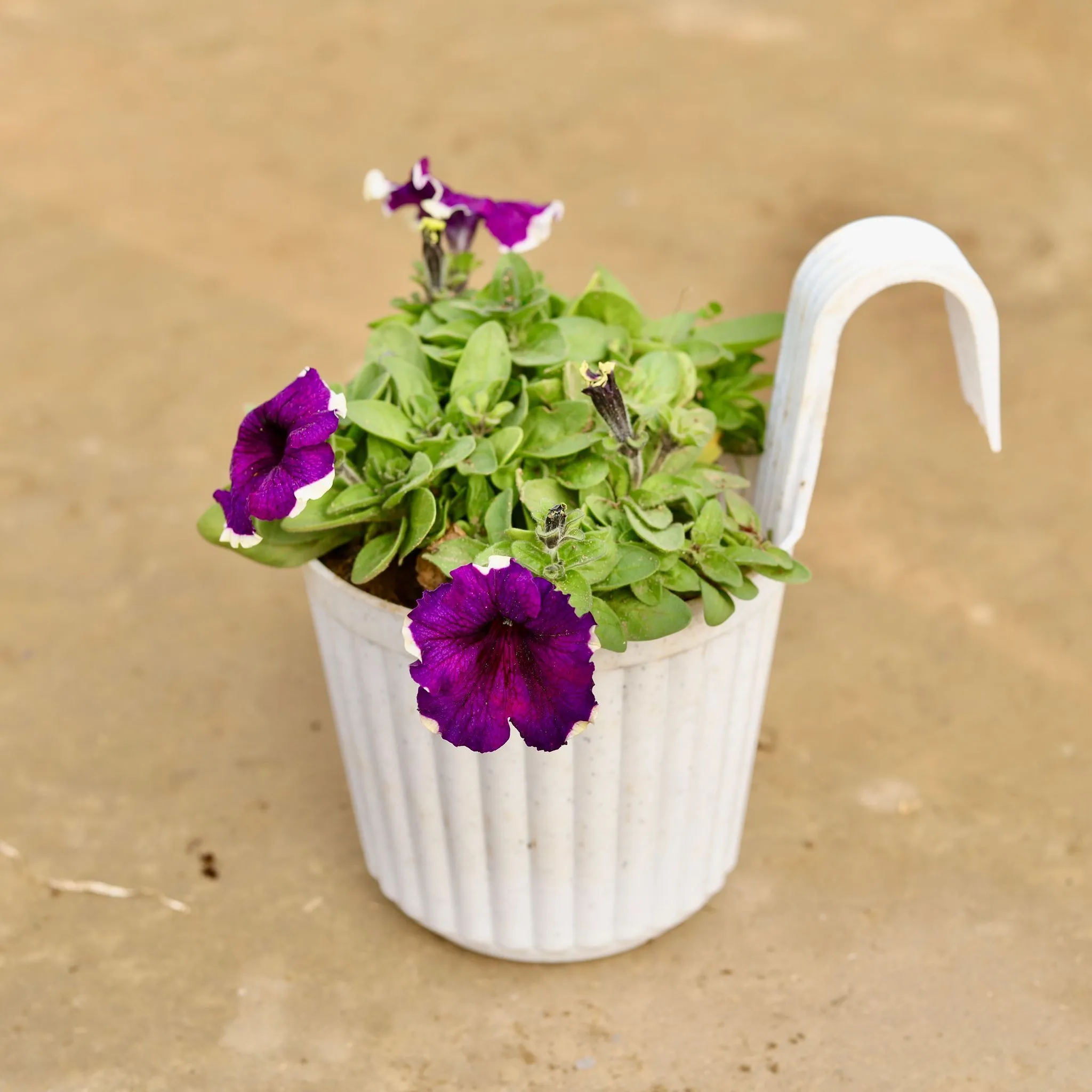 Petunia (any colour) in 7 Inch White Railing Single Hook Hanging Plastic Pot