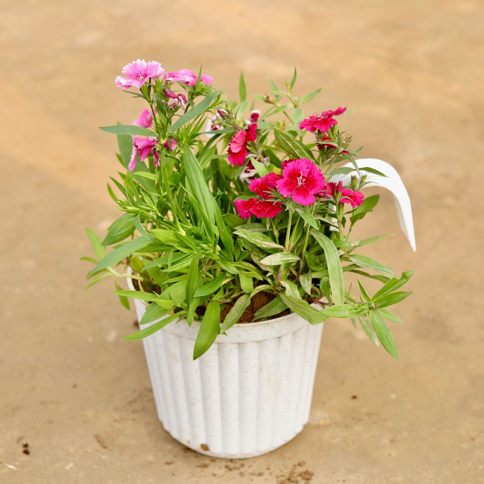 Dianthus (any colour) in 7 Inch White Railing Single Hook Hanging Plastic Pot