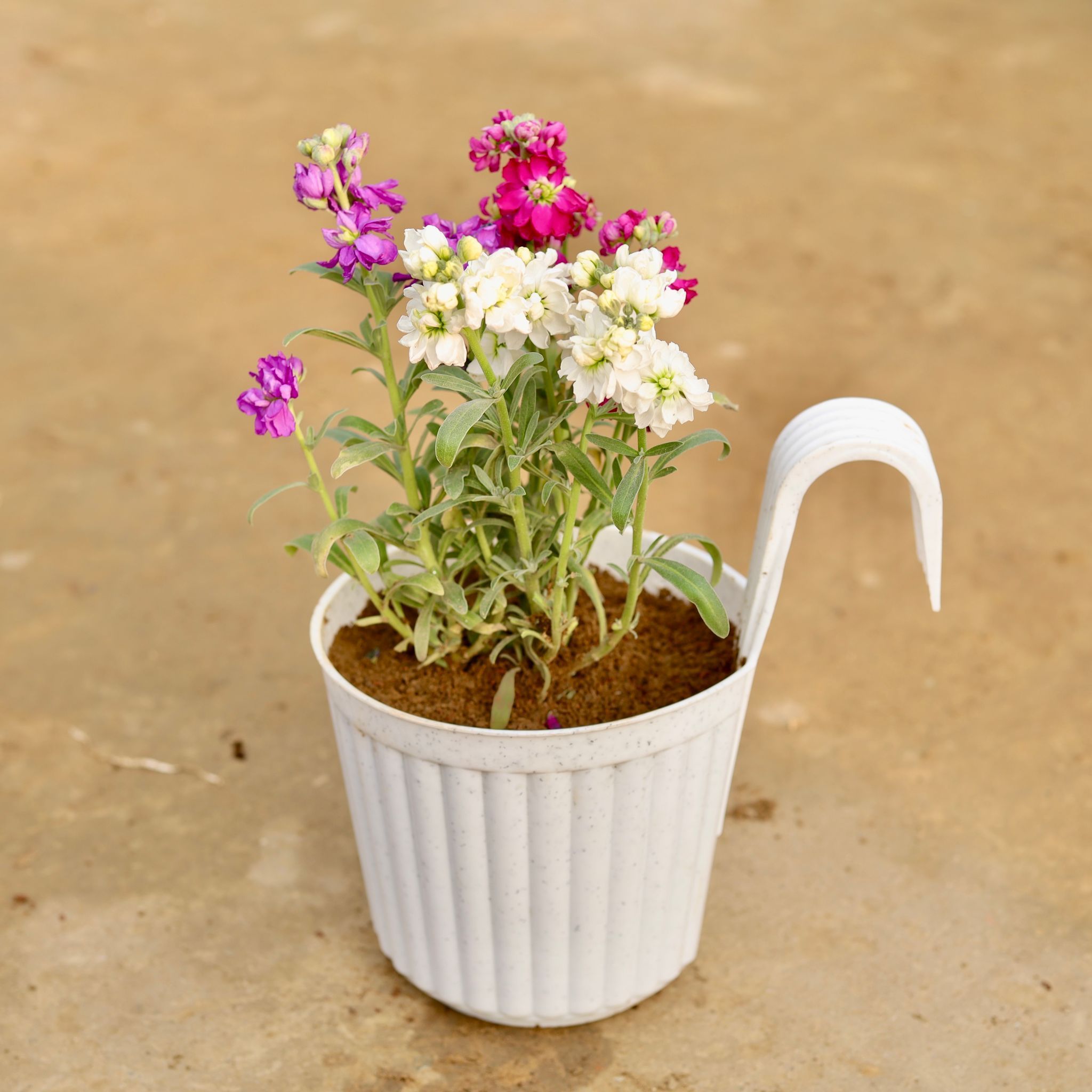 Stock (any colour) in 7 Inch White Railing Single Hook Hanging Plastic Pot