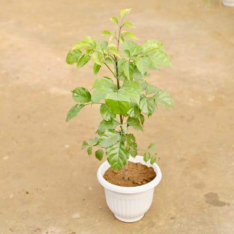 Radermachera / China Doll (~ 2Ft) in 8 Inch White Olive Plastic Pot