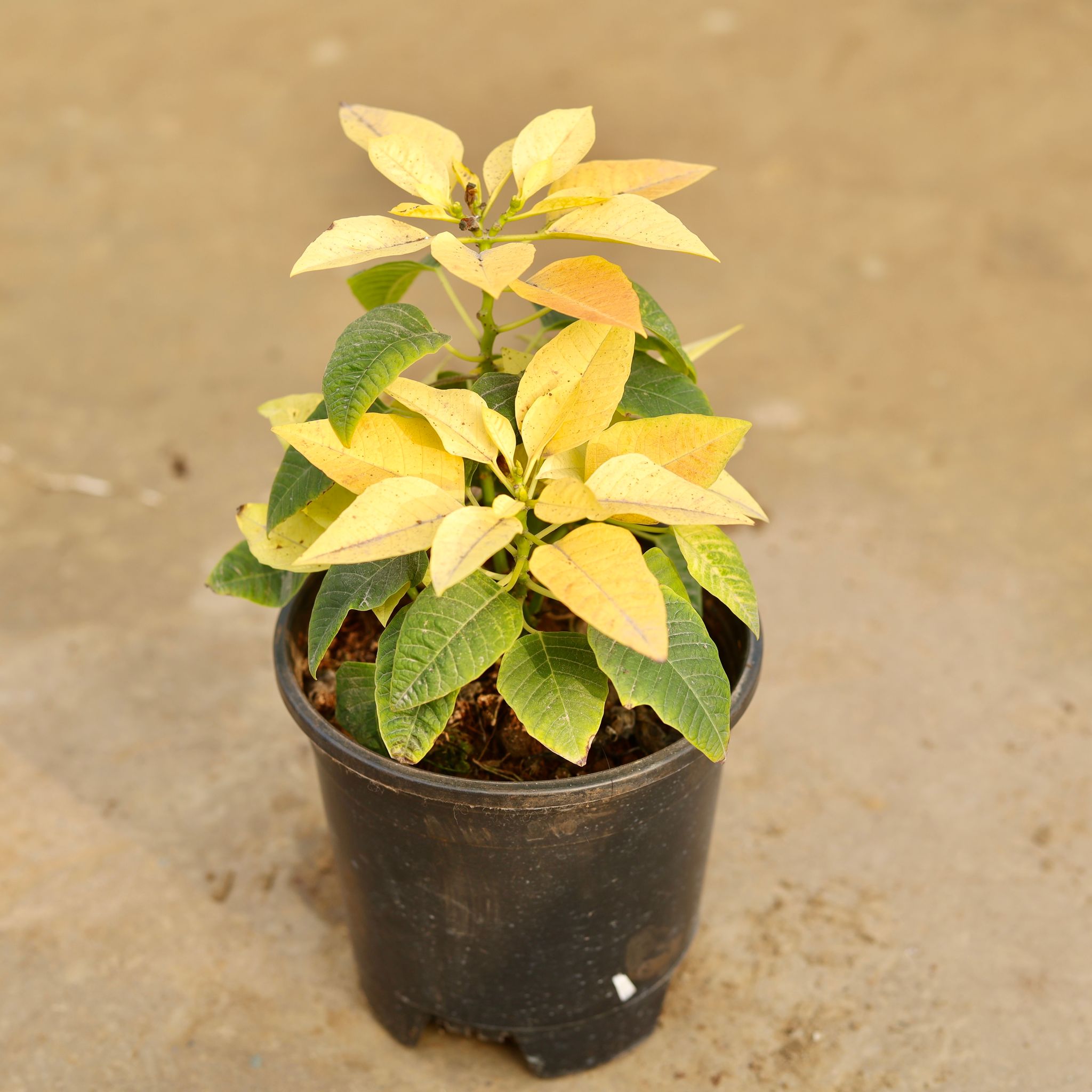 Poinsettia / Christmas Flower Yellow in 5 Inch Nursery Pot