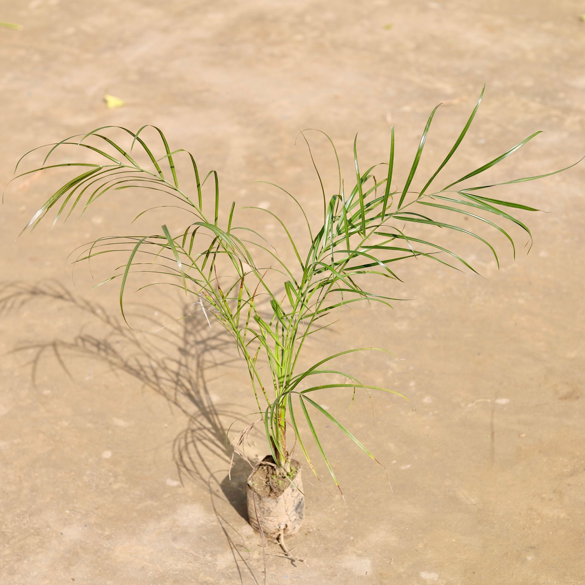 Phoenix Palm (~ 1.5 Ft) in 3 Inch Nursery Bag