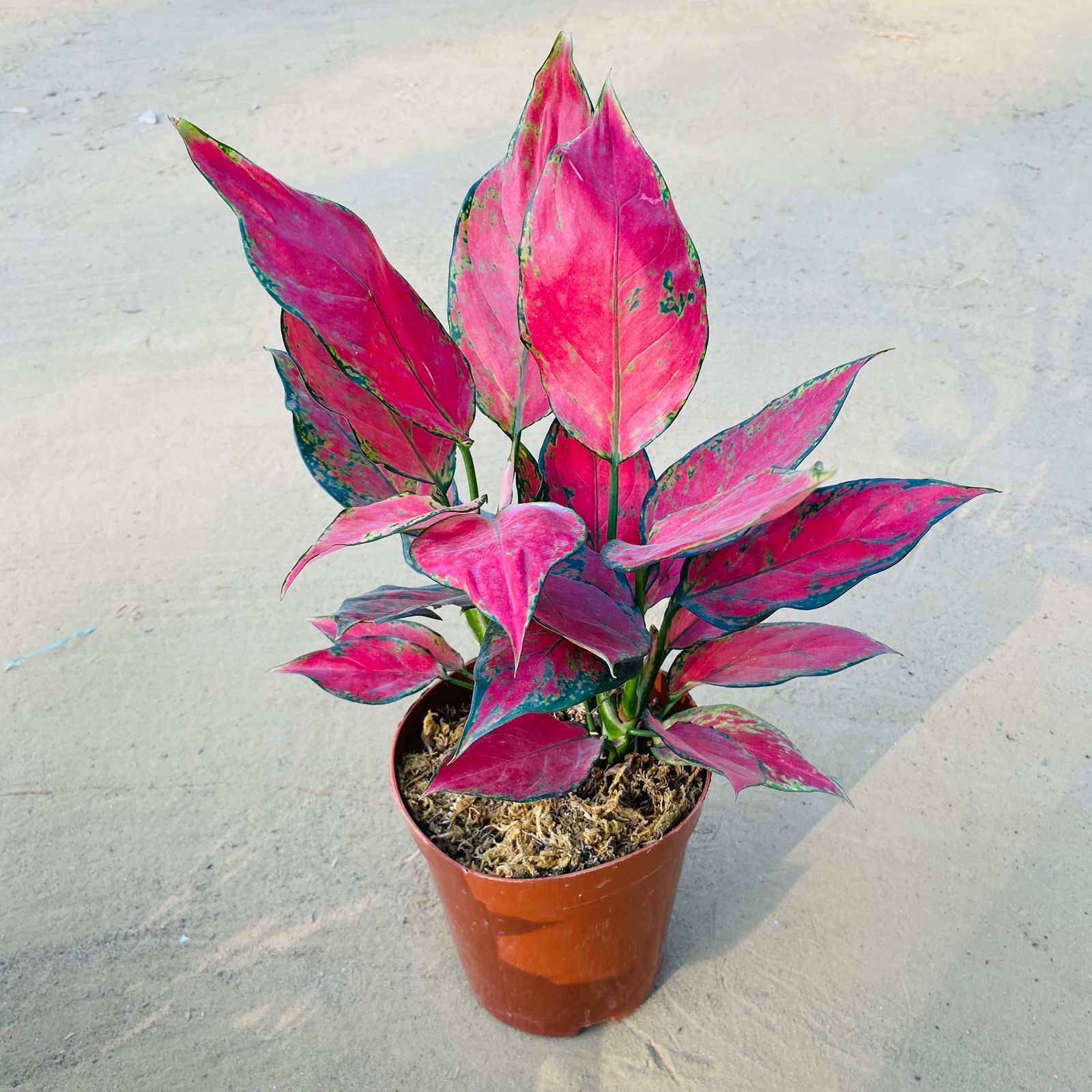 Aglaonema China Red Bushy in 5 inch Nursery Pot