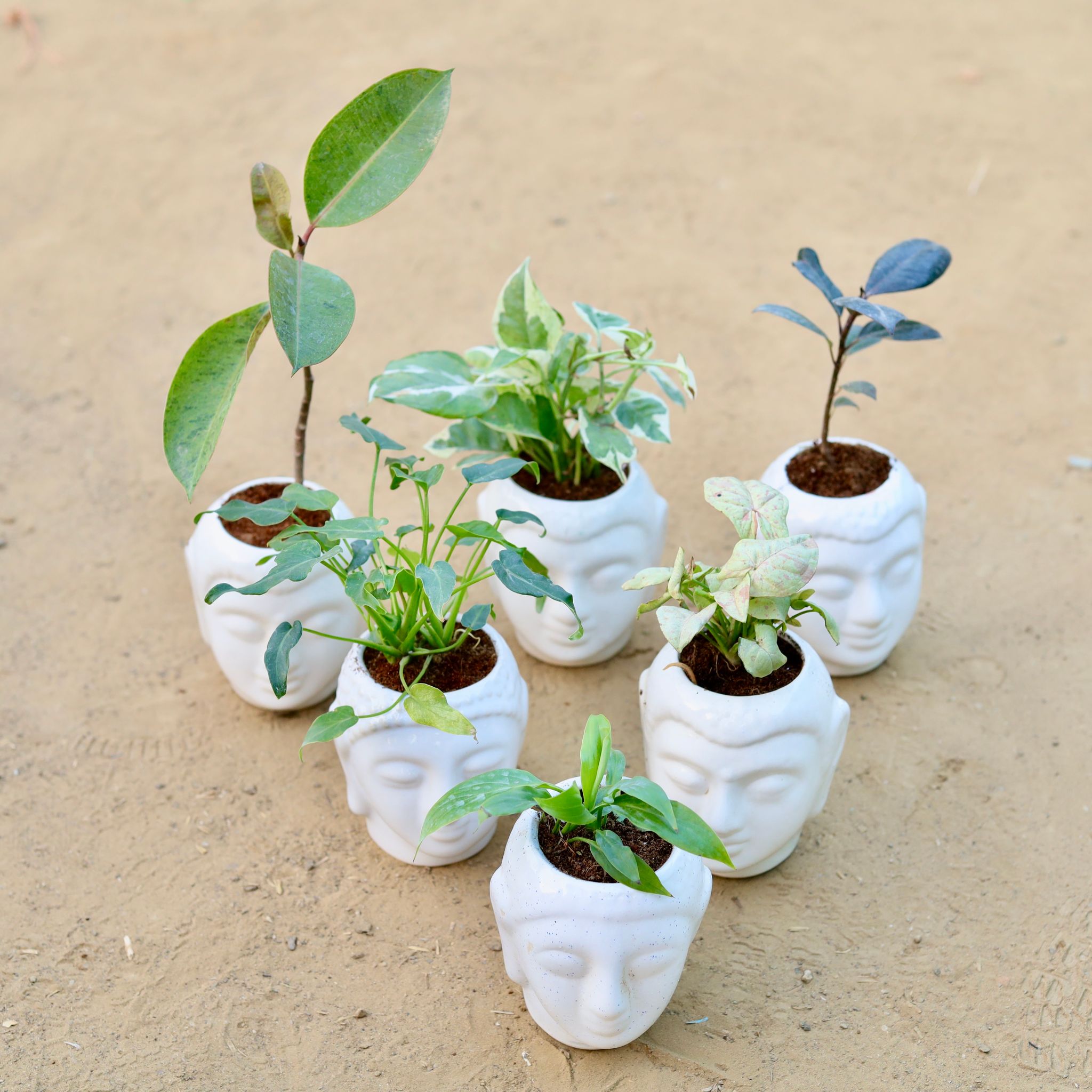 Table Top Decor Steal - Set of 6 - Rubber Vareigated Yellow, Money Plant N'joy, Rubber Black, Xanadu Green, Syngonium Candyfloss & Peace Lily in 4 Inch Classic White Buddha Designer Ceramic Pot