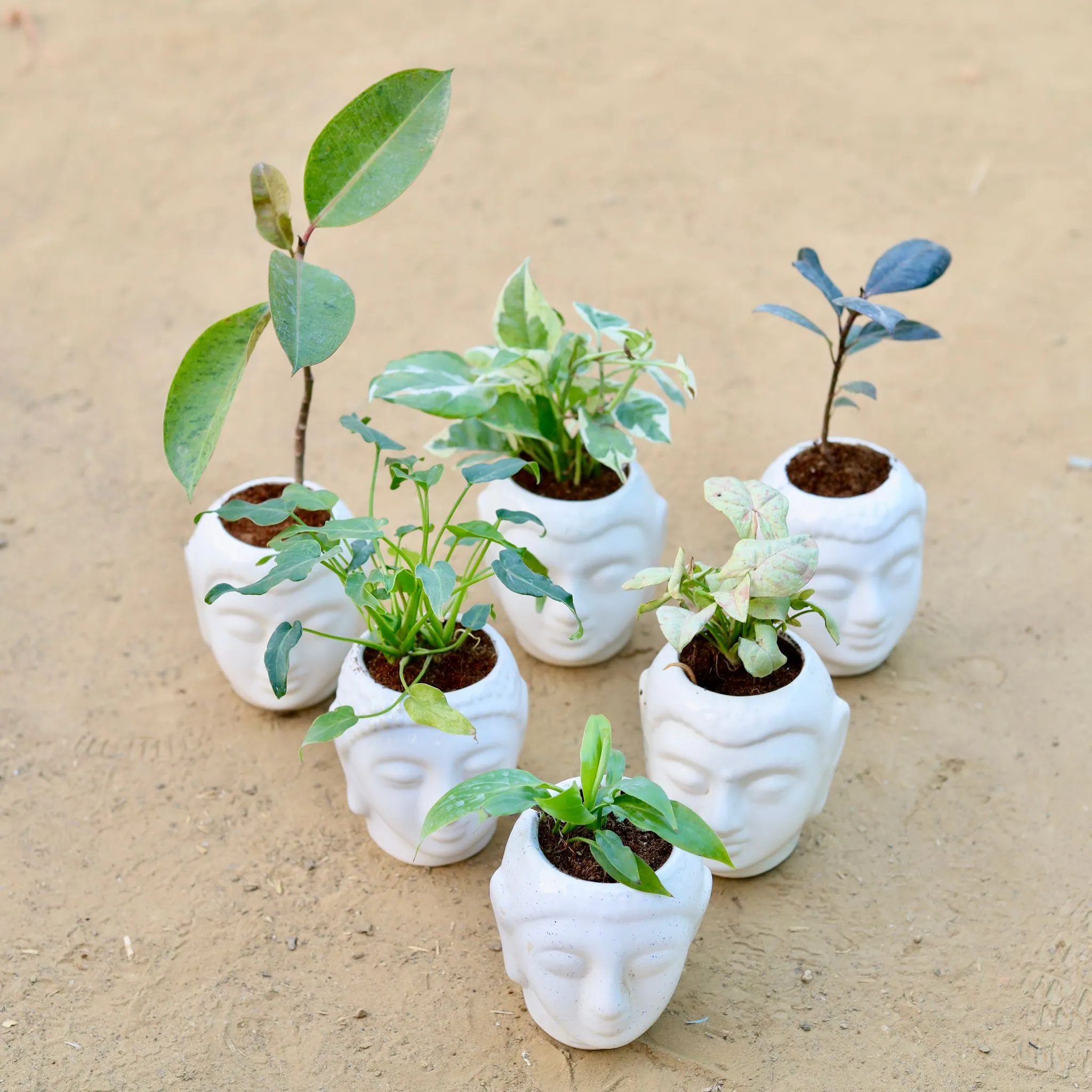 Table Top Decor Steal - Set of 6 - Rubber Vareigated Yellow, Money Plant N'joy, Rubber Black, Xanadu Green, Syngonium Candyfloss & Peace Lily in 4 Inch Classic White Buddha Designer Ceramic Pot