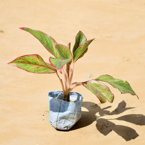 Aglaonema Lipstick in 4 Inch Nursery Bag