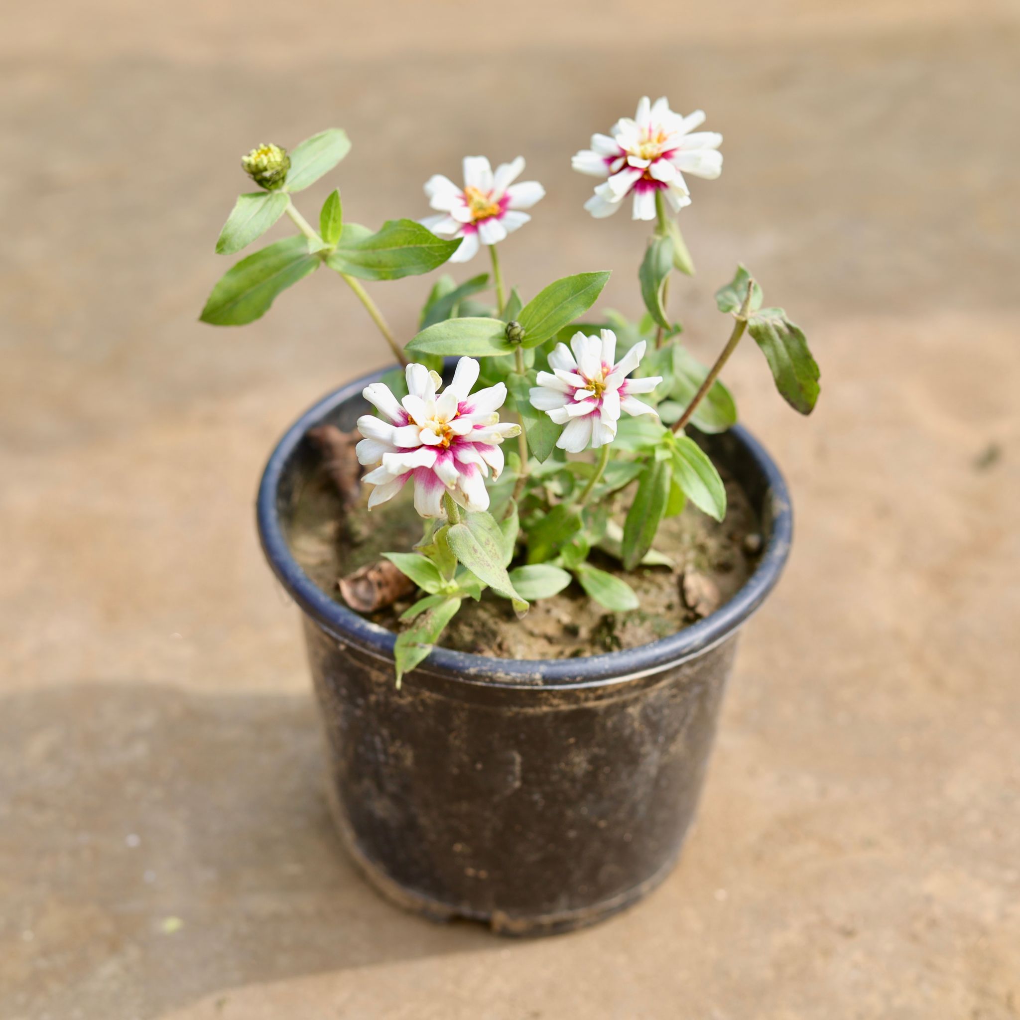 Zinnia Hybrid (any colour) in 5 Inch Nursery Pot