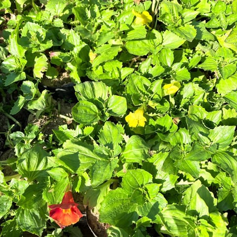 Mimulus / Monkey Flower in 3 Inch Nursery Bag