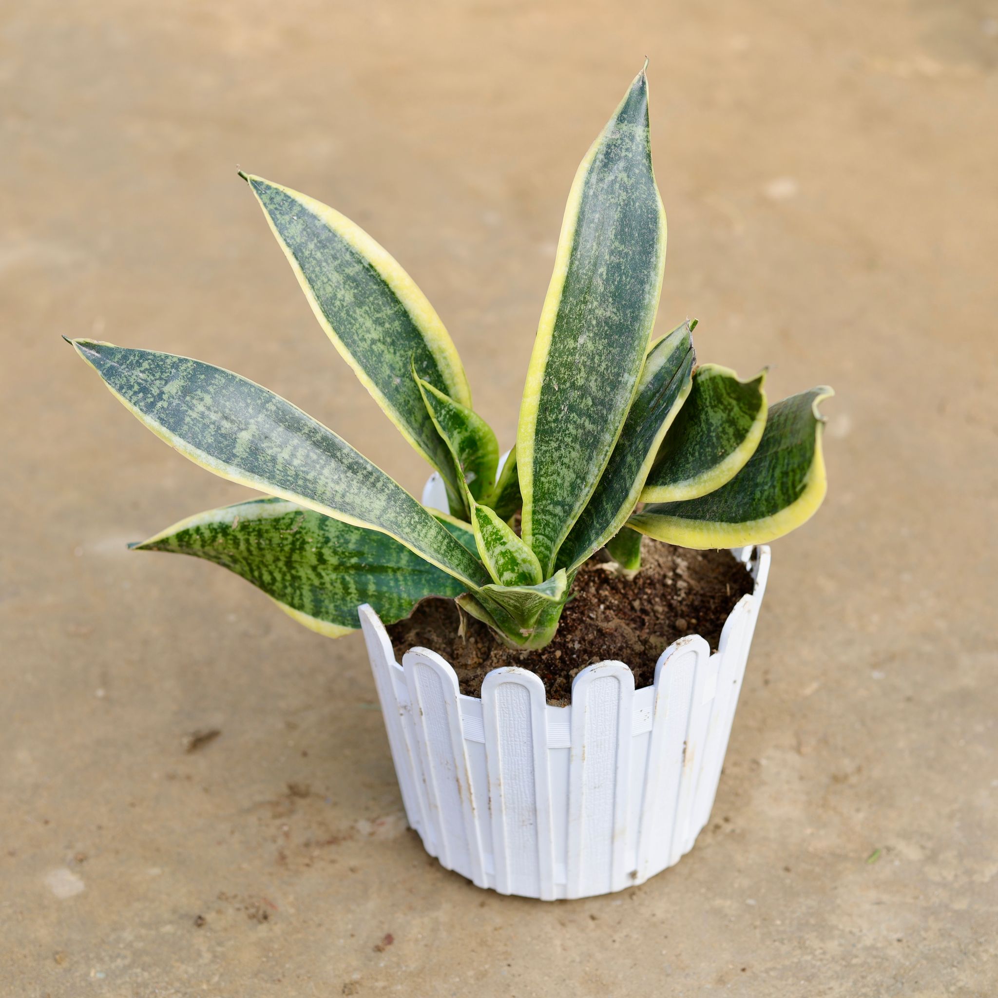Snake Dwarf Yellow in 6 Inch White Premium Tippy Plastic Pot