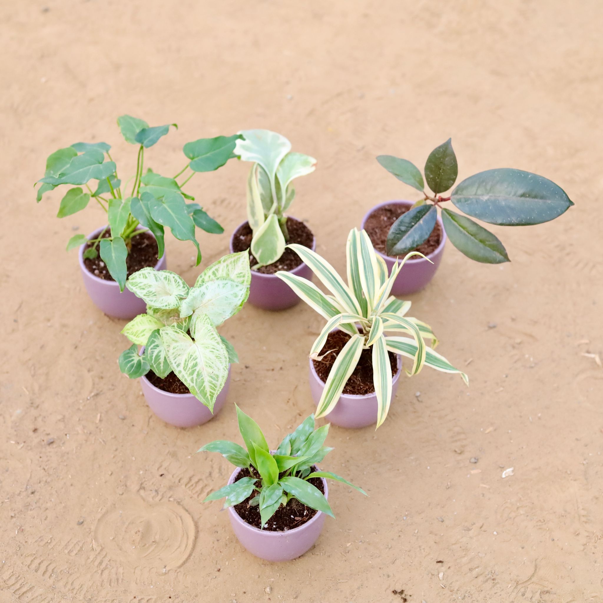 Set of 6 - Syngonium Alba, Peperomia Vareigated, Rubber Black, Xanadu Green, Song of India & Peace Lily in 3 Inch Purple Classy Cup Ceramic Pot ? Minimalist Glossy Succulent Pot, Indoor Flower Pot for Home and Office D?cor