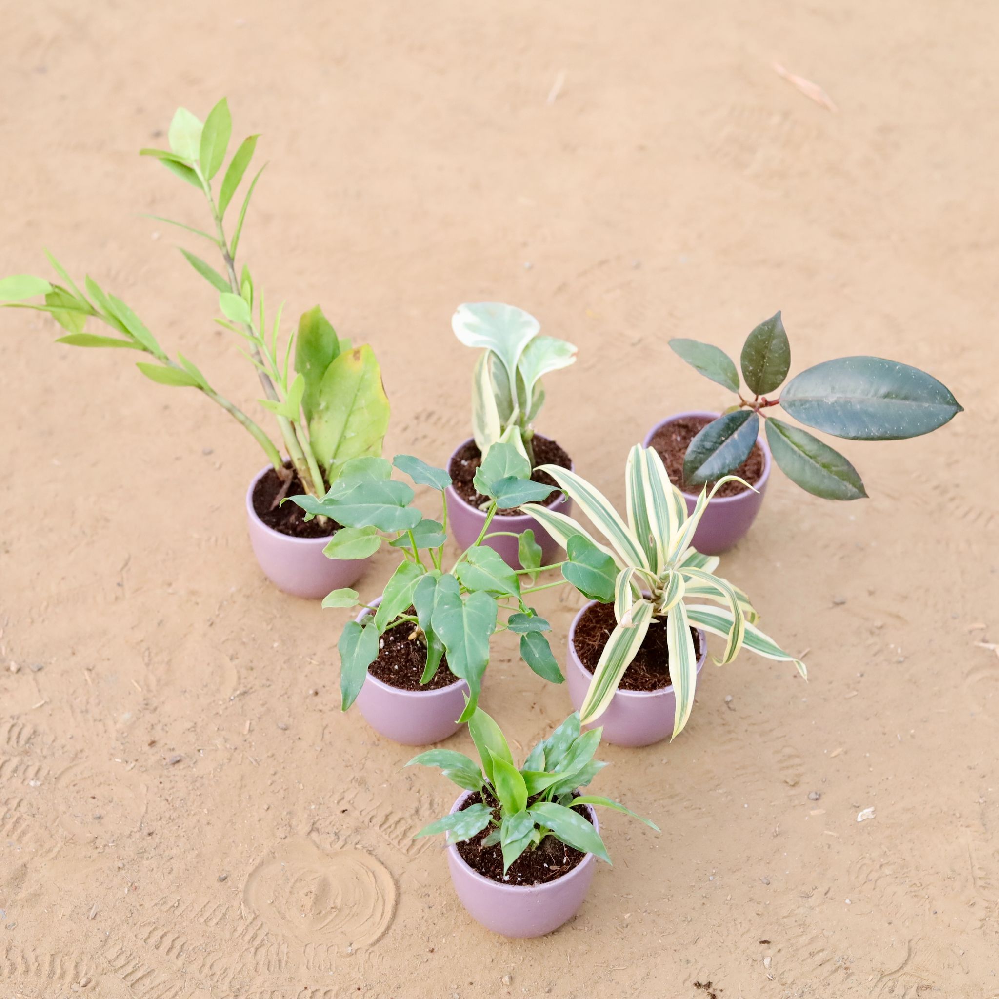 Set of 6 - Zz Green, Peperomia Vareigated, Rubber Black, Xanadu Green, Song of India & Peace Lily in 3 Inch Purple Classy Cup Ceramic Pot ? Minimalist Glossy Succulent Pot, Indoor Flower Pot for Home and Office D?cor