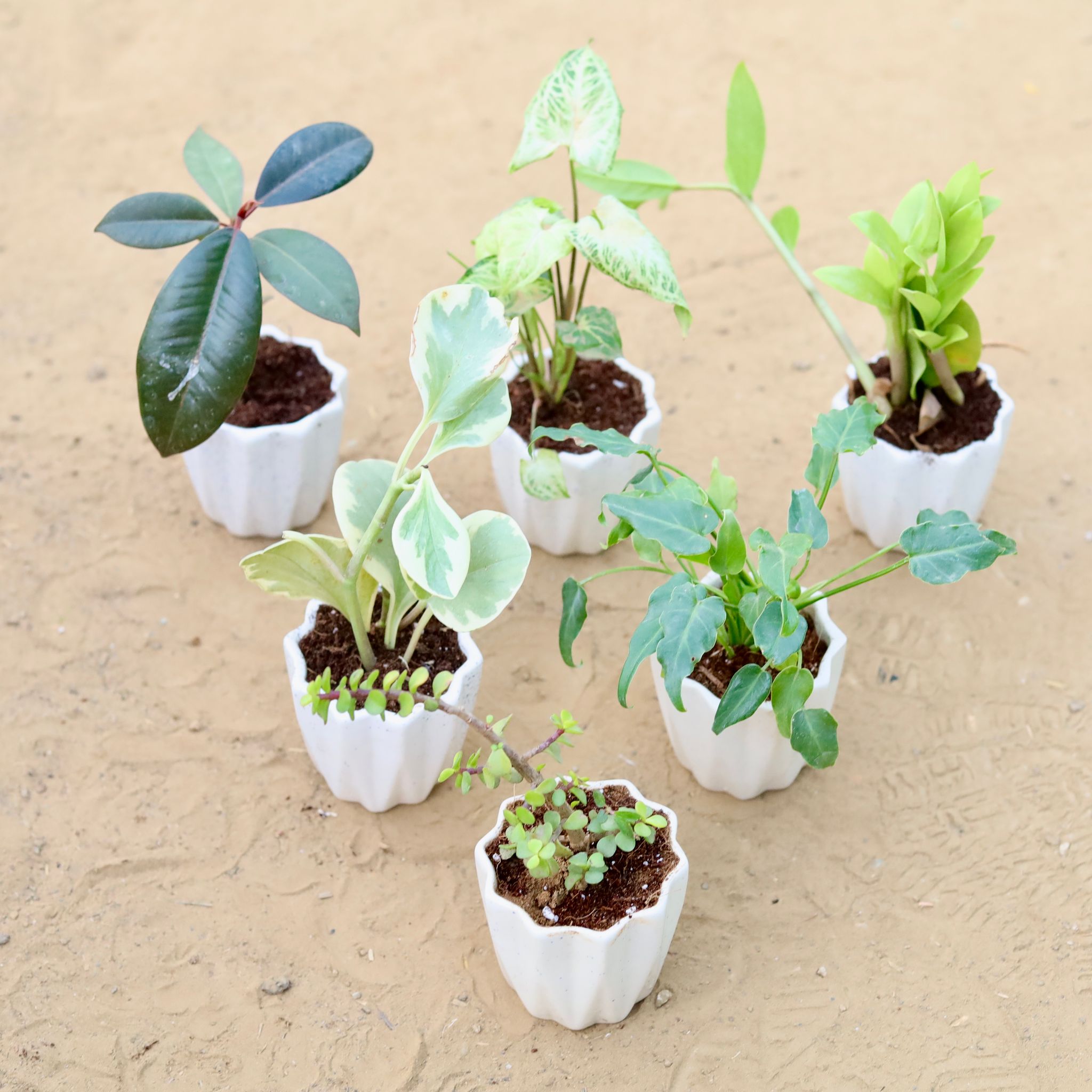 Set of 6 - Rubber Black, Syngonium Alba, Zz Green, Peperomia Vareigated, Xanadu Green & Jade in 4 Inch Vibrant White Ripple Ceramic Planter