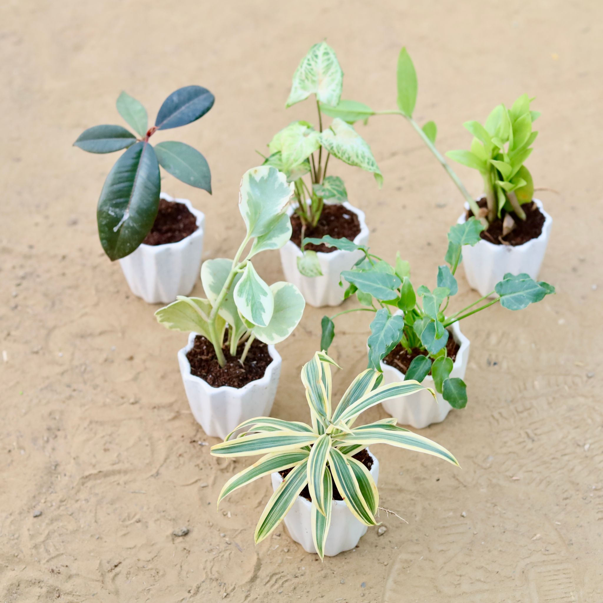Set of 6 - Rubber Black, Syngonium Alba, Zz Green, Peperomia Vareigated, Xanadu Green & Song of India in 4 Inch Vibrant White Ripple Ceramic Planter