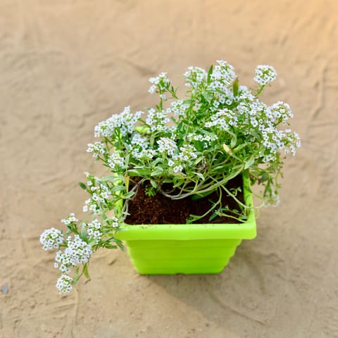 Alyssum (any colour) in 4 Inch Green Premium Orchid Square Plastic Pot
