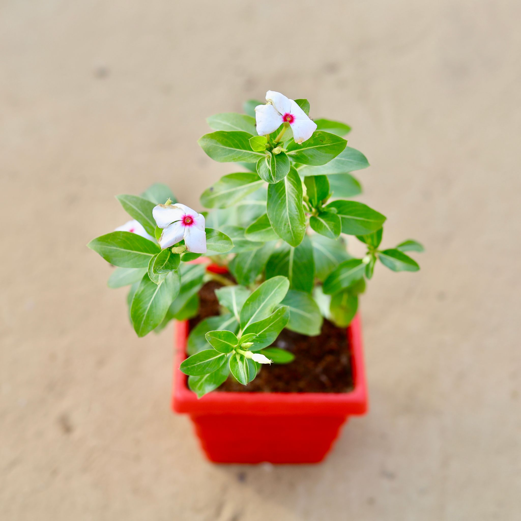 Periwinkle / Vinca / Sadabahar (any colour) in 4 Inch Red Premium Orchid Square Plastic Pot
