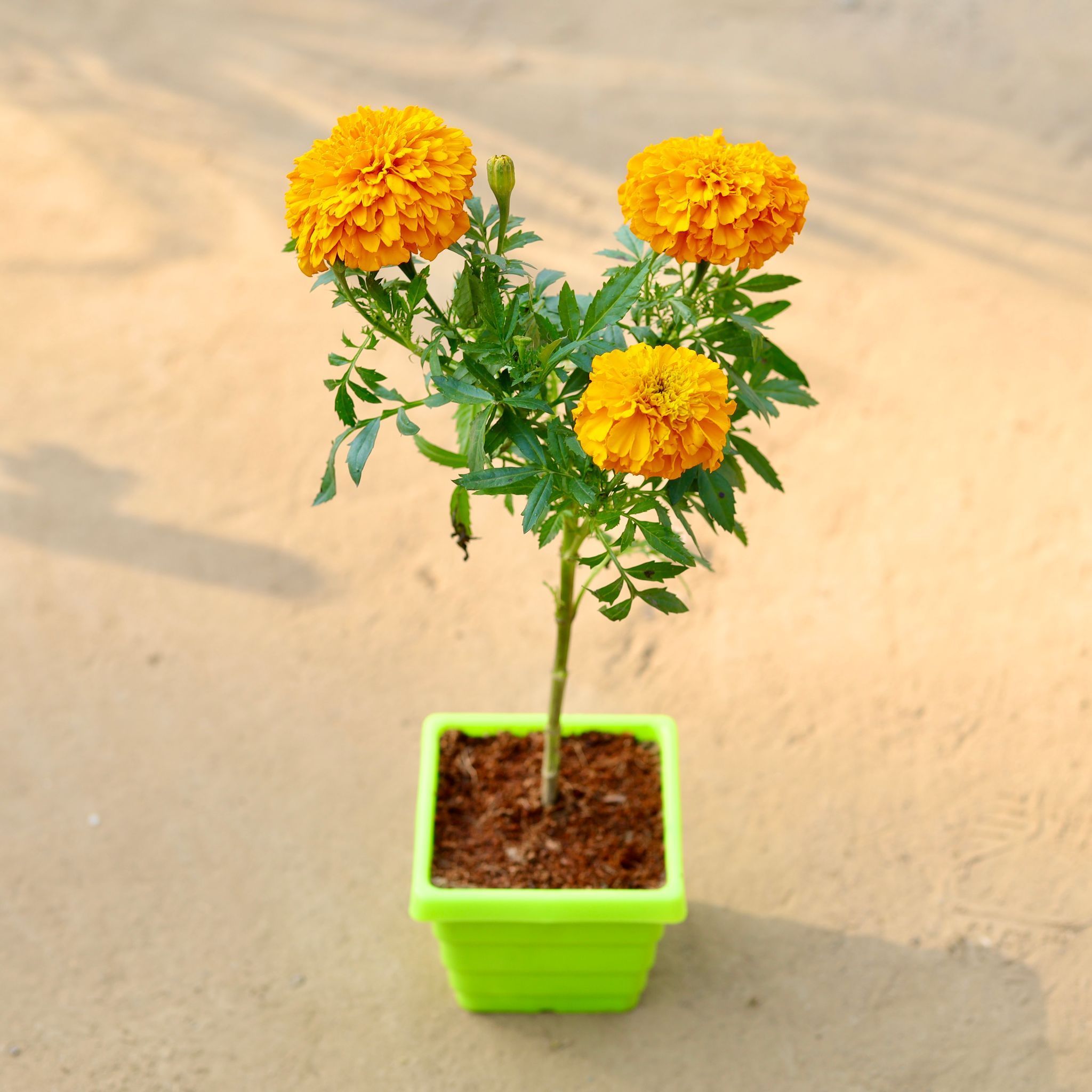 Marigold in 4 Inch Green Premium Orchid Square Plastic Pot