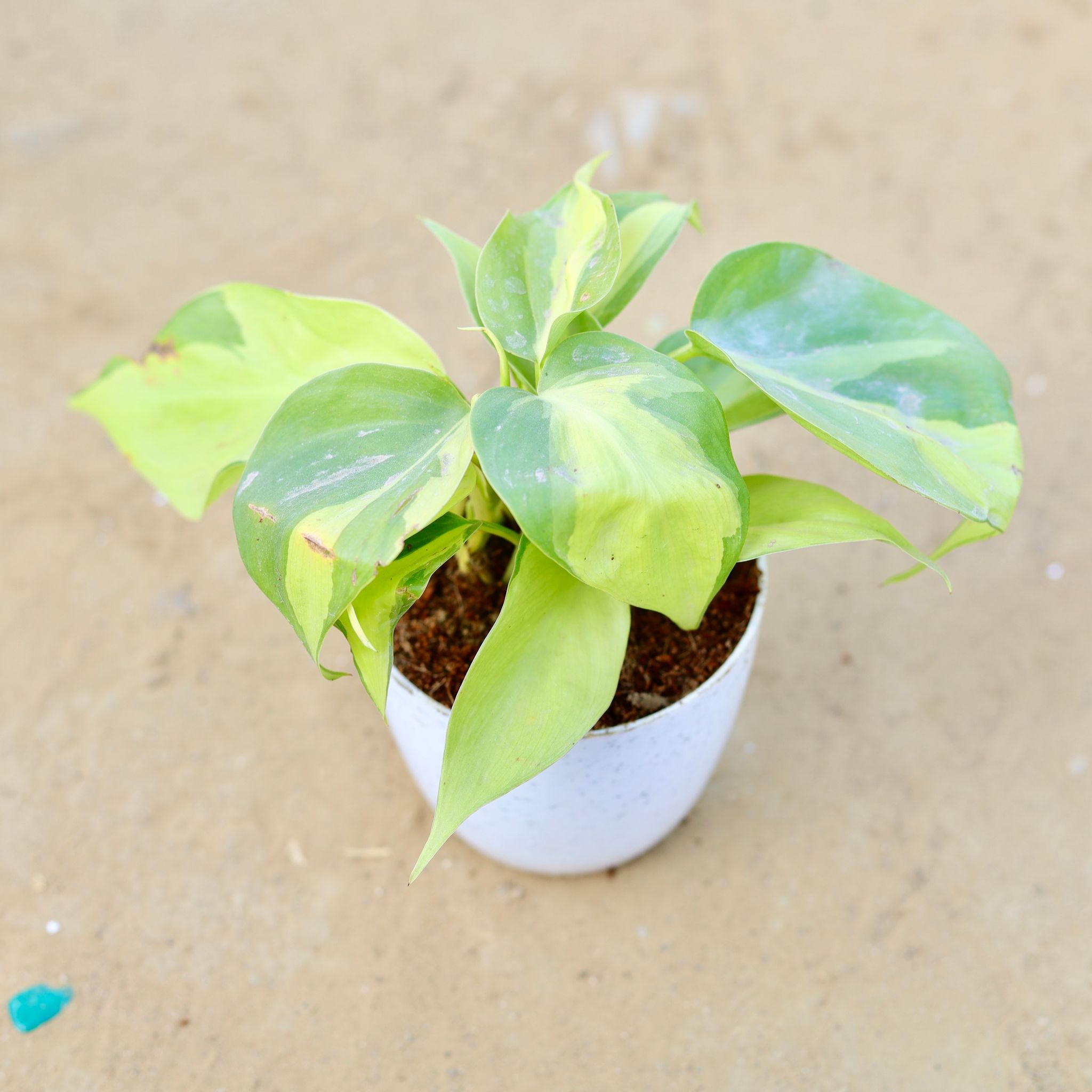 Oxycardium Brazil /Vareigated in 4 Inch White Premium Orchid Round Plastic Pot