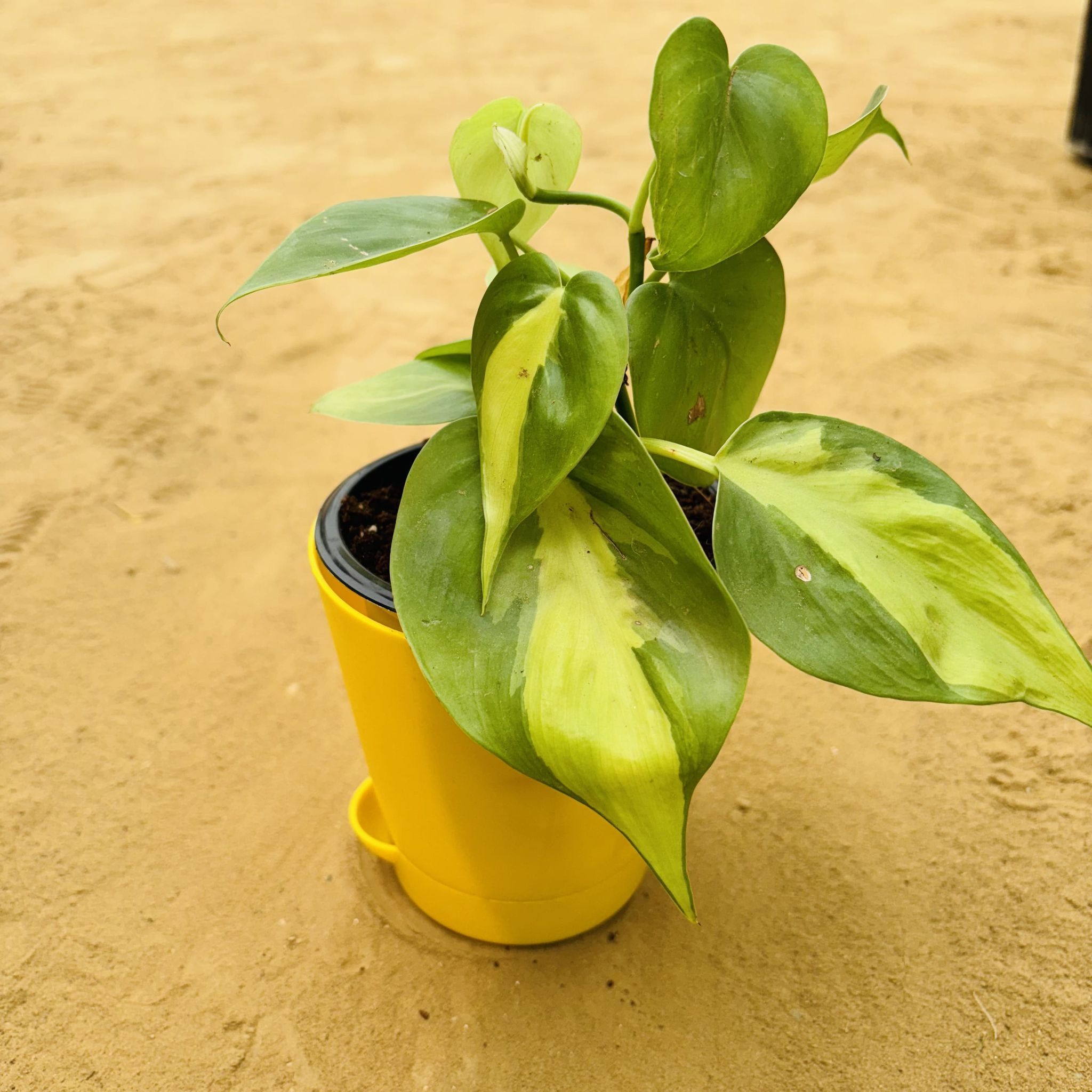Oxycardium Brazil /Variegated in 4 Inch Yellow Florence Self Watering Pot