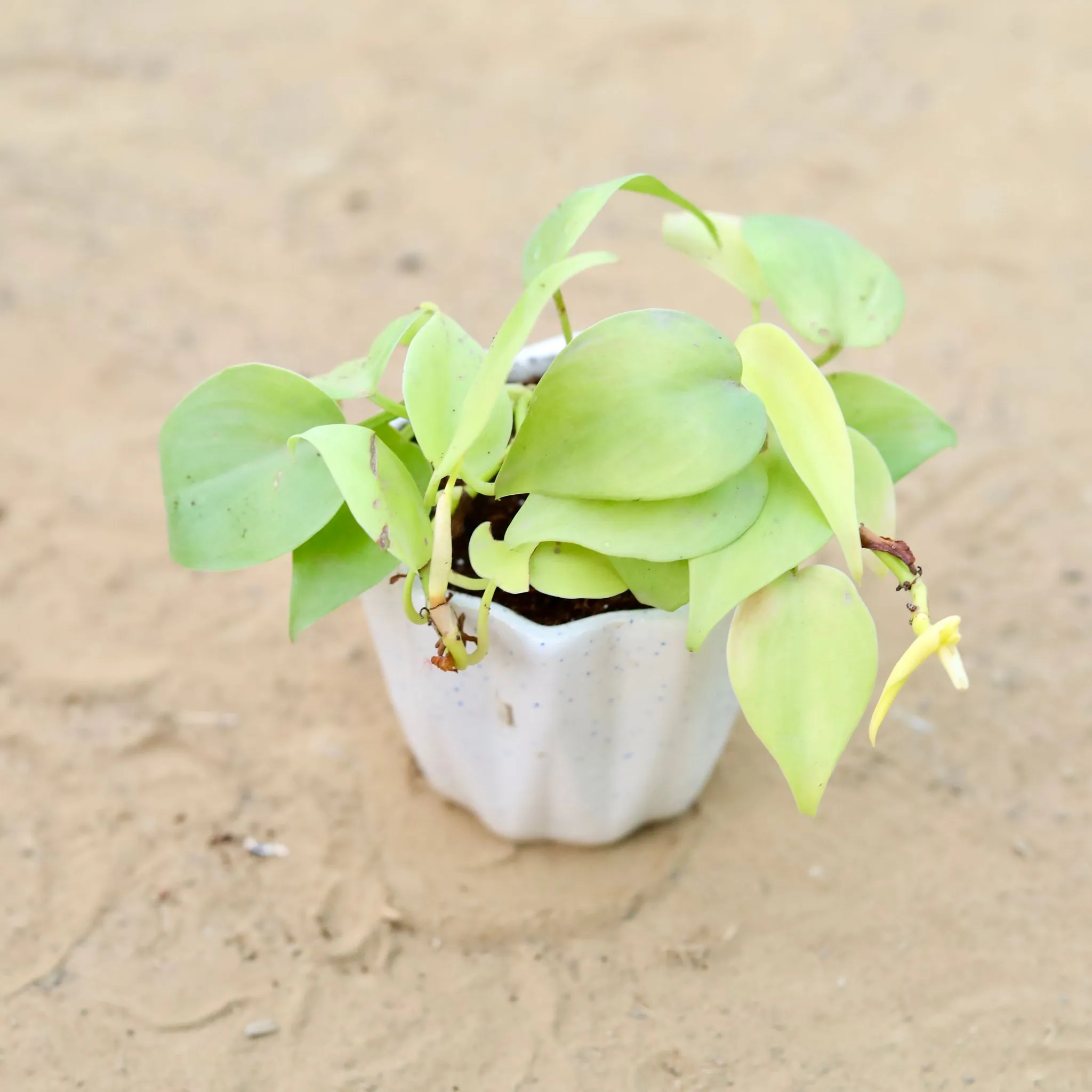 Oxycardium Golden in 4 Inch Vibrant White Ripple Ceramic Planter
