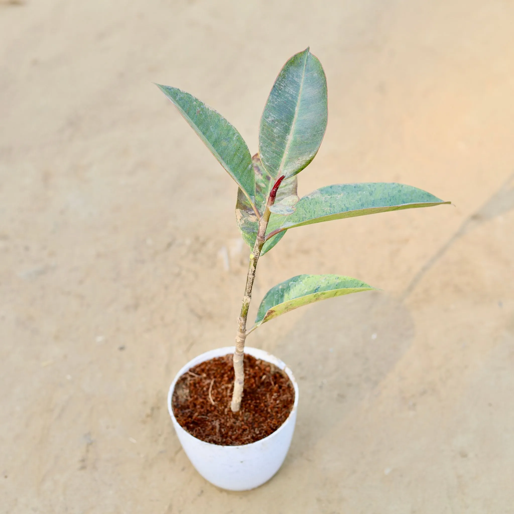 Rubber Variegated Yellow in 4 Inch White Premium Orchid Round Plastic Pot