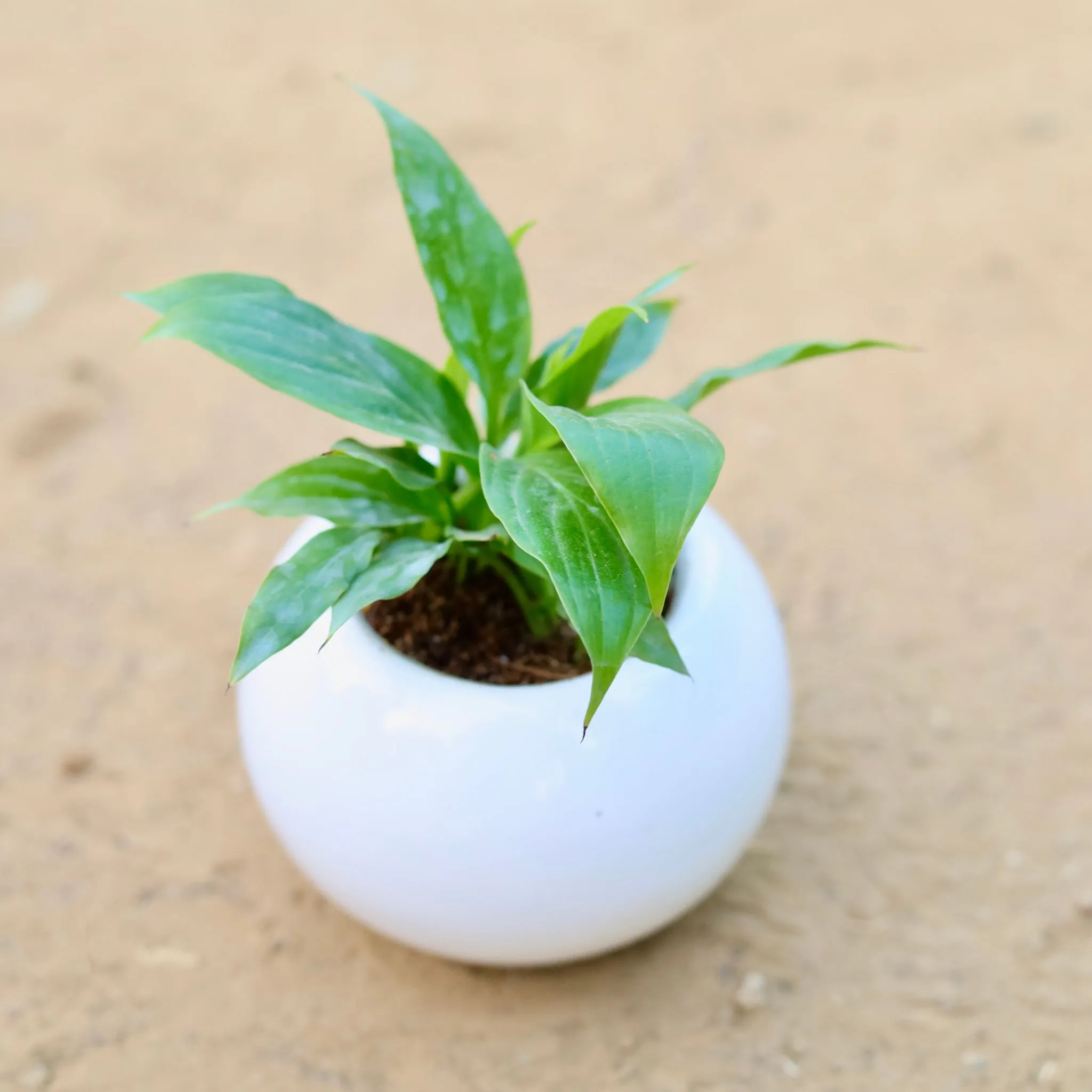 Peace Lily in 3 Inch White Classy Ball Ceramic Pot ? Minimalist Glossy Succulent Pot, Indoor Flower Pot for Home and Office D?cor