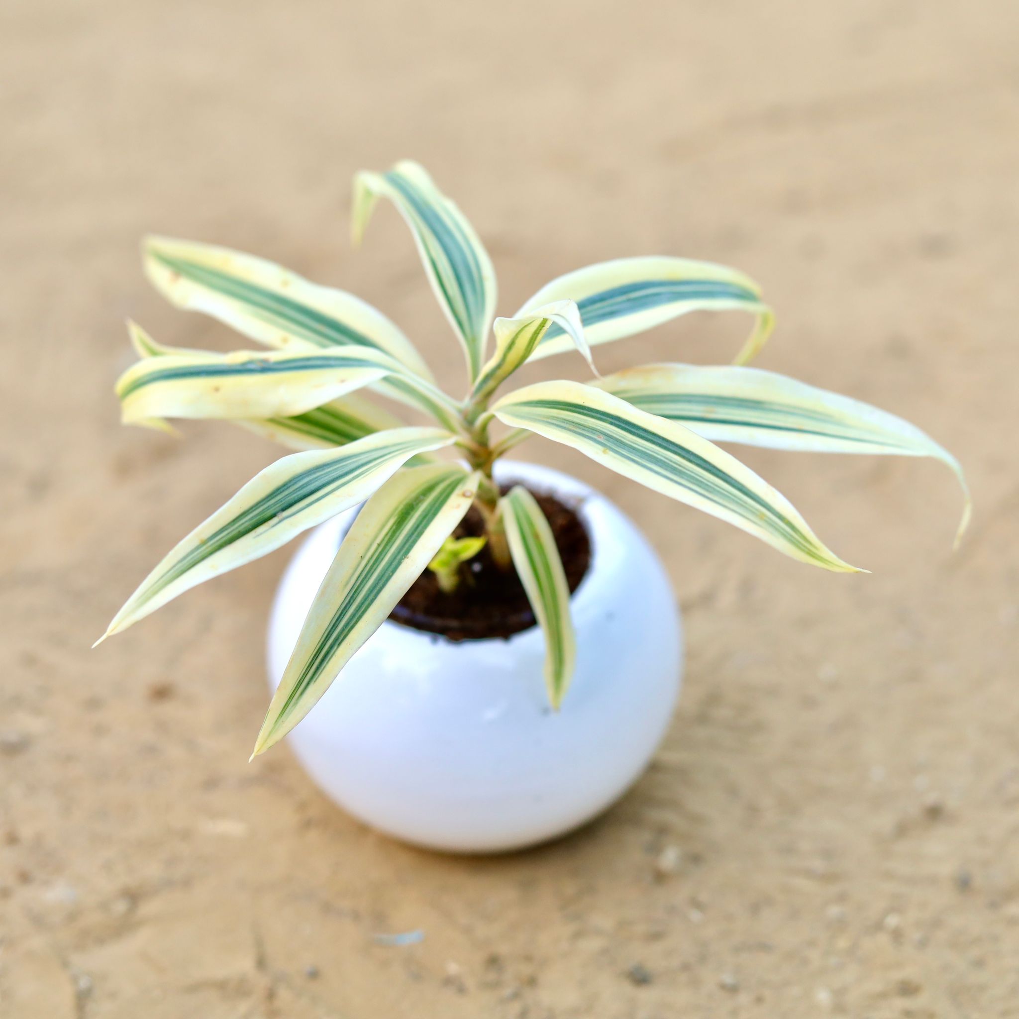 Song of India in 3 Inch White Classy Ball Ceramic Pot ? Minimalist Glossy Succulent Pot, Indoor Flower Pot for Home and Office D?cor