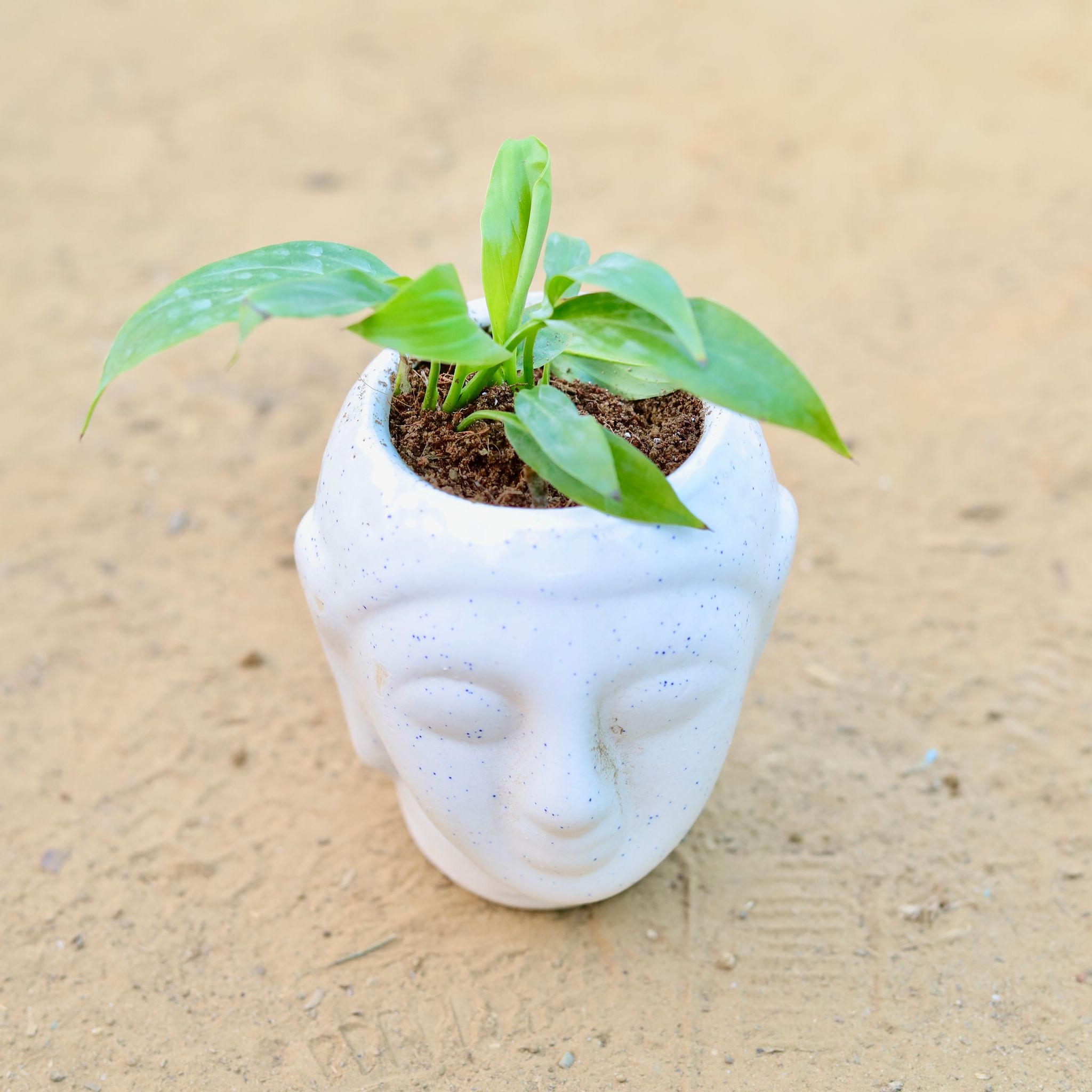 Peace Lily in 4 Inch Classic White Buddha Designer Ceramic Pot