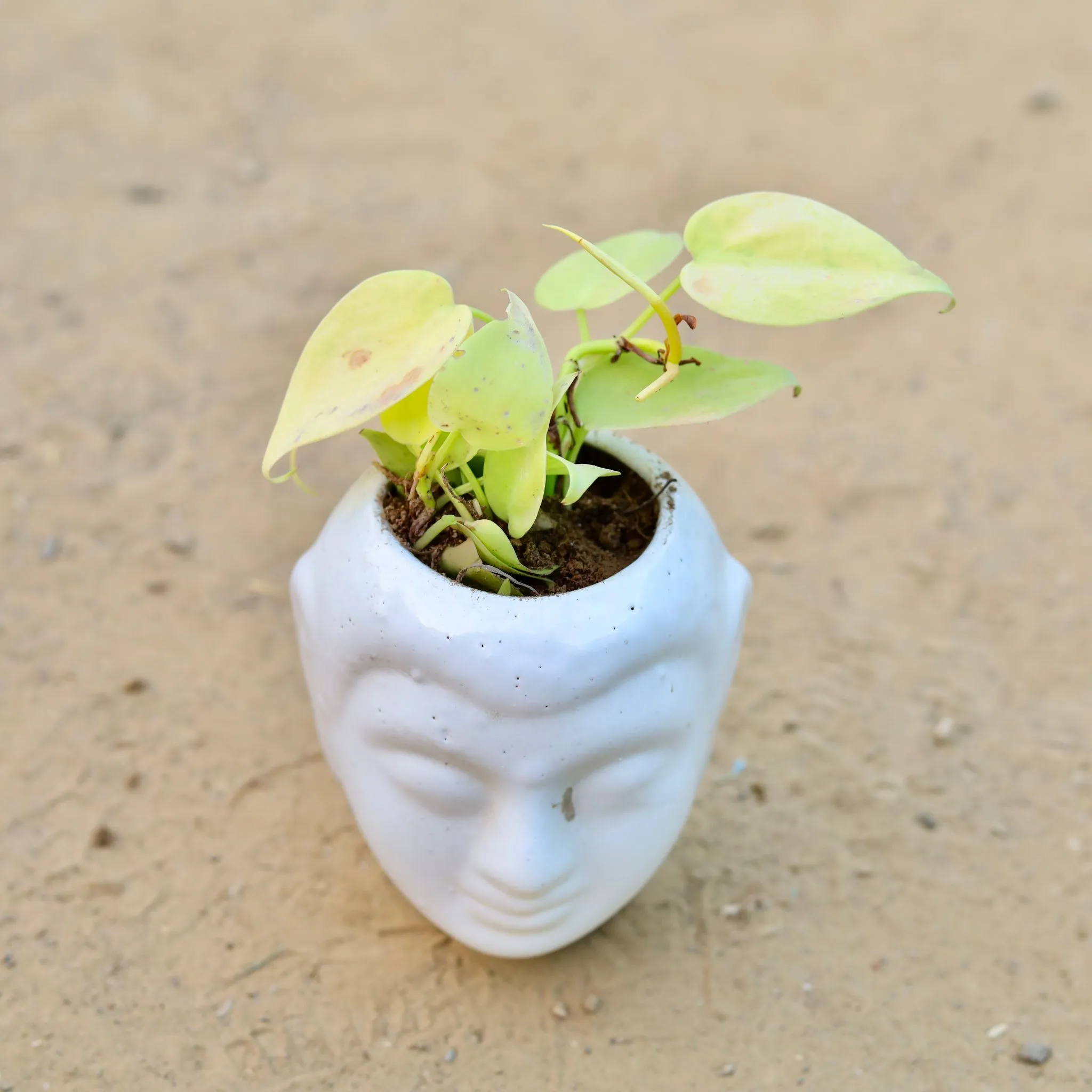 Oxycardium Golden in 4 Inch Classic White Buddha Designer Ceramic Pot